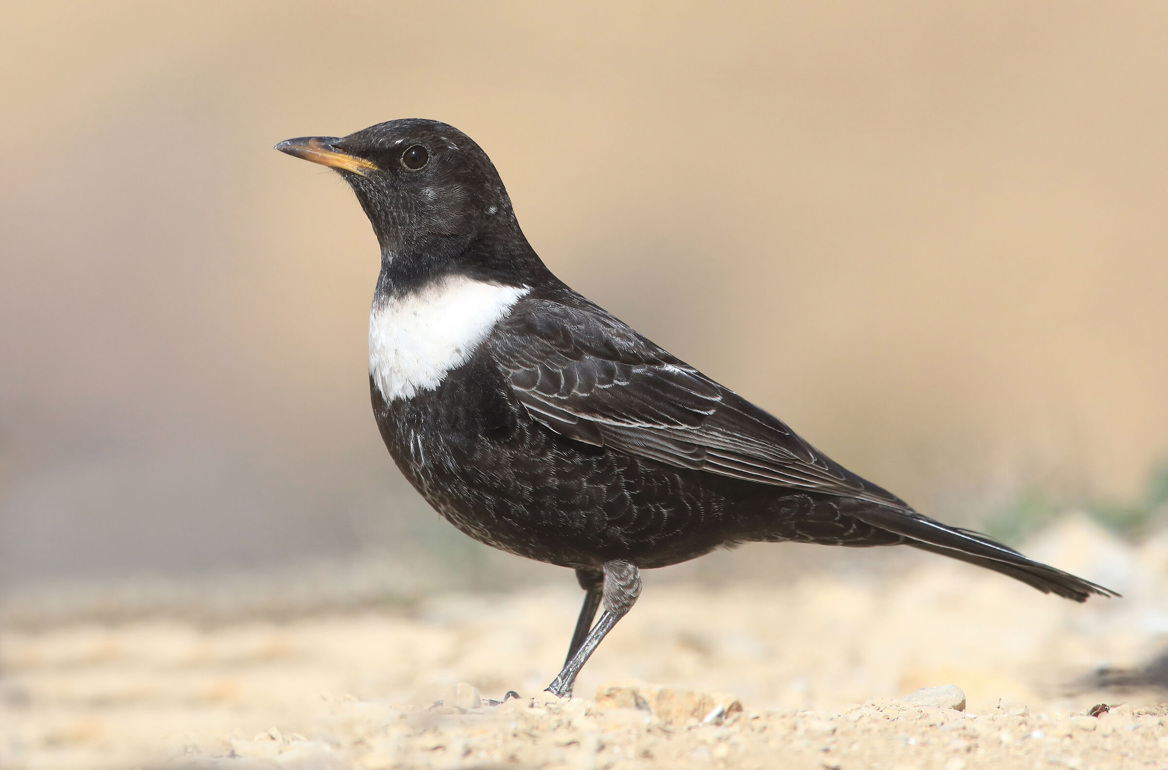 merlo dal collare torquatus