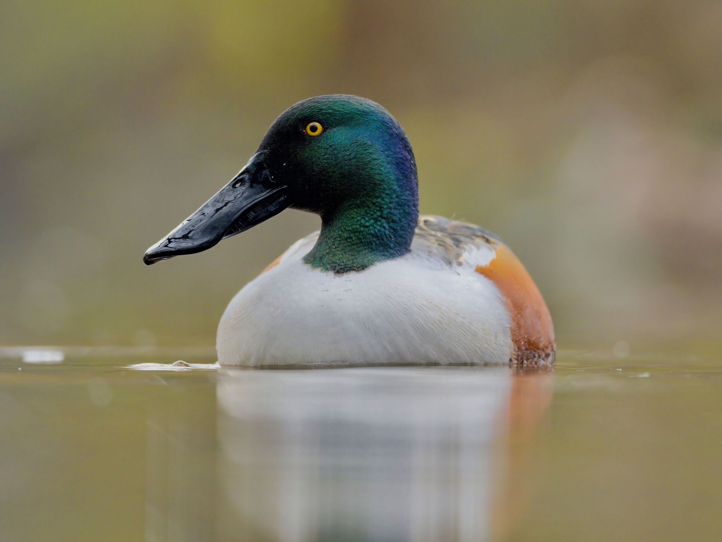 Shoveler