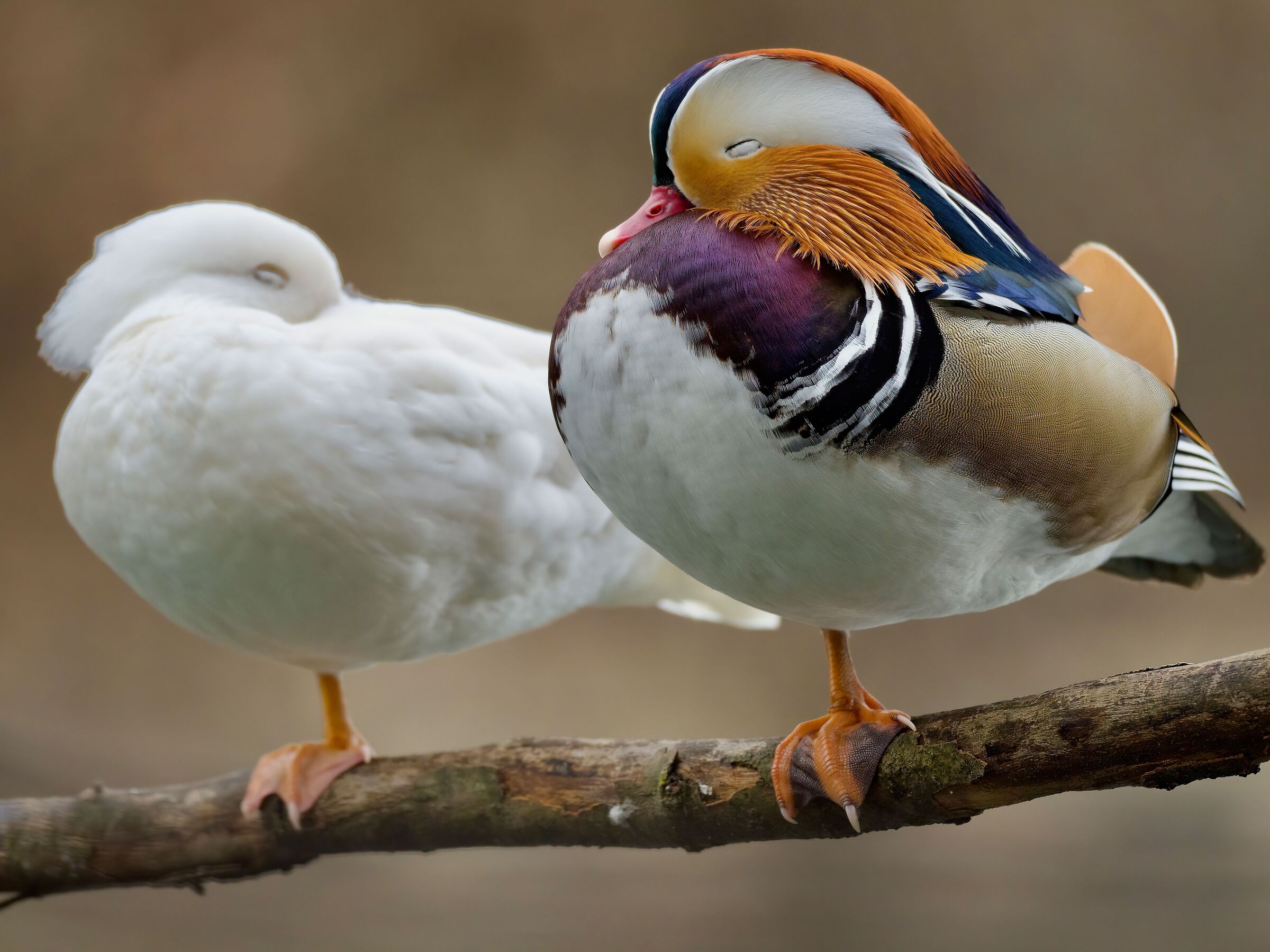 Relaxation of mandarins