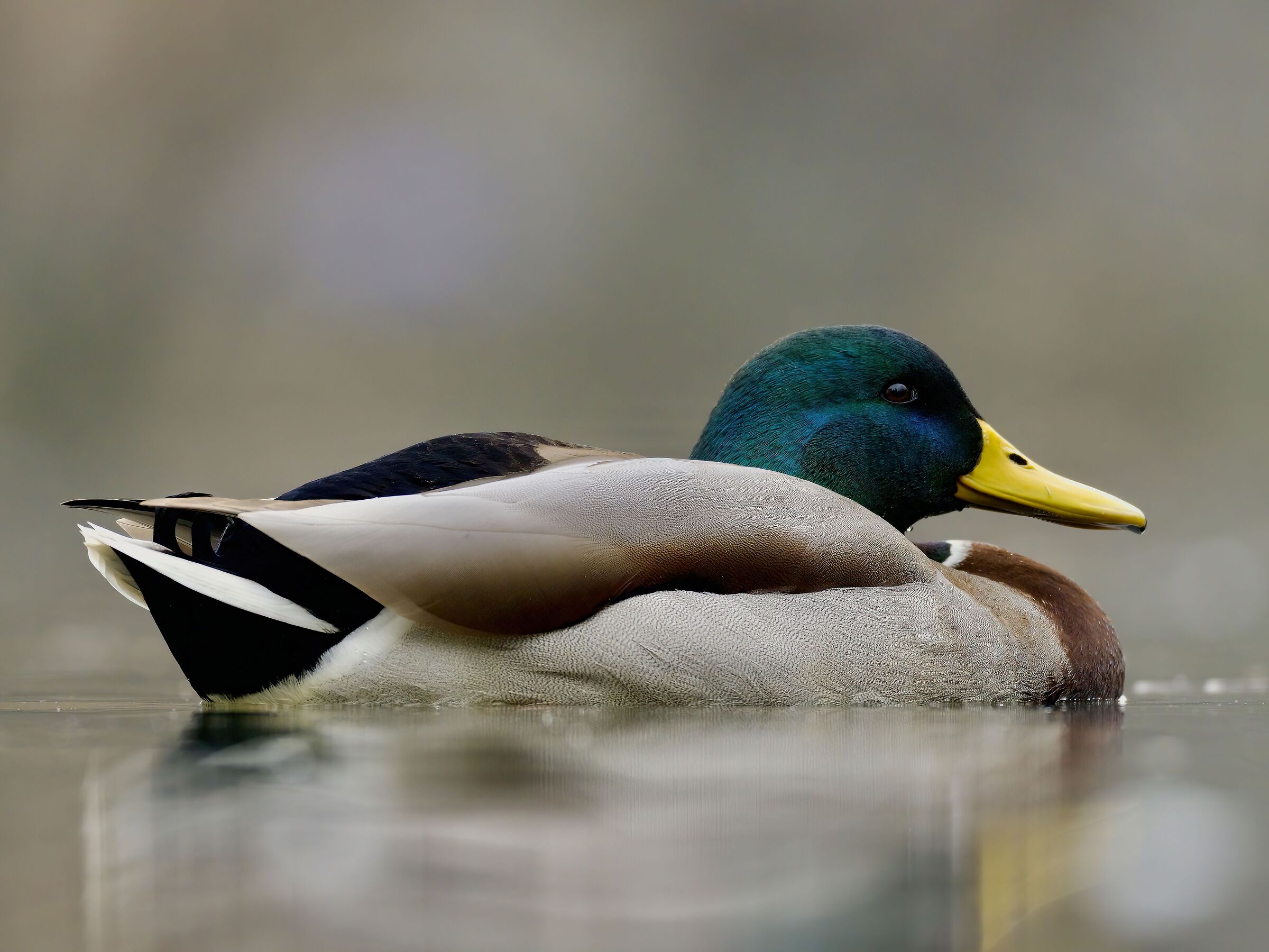 Mallard slightly dozing