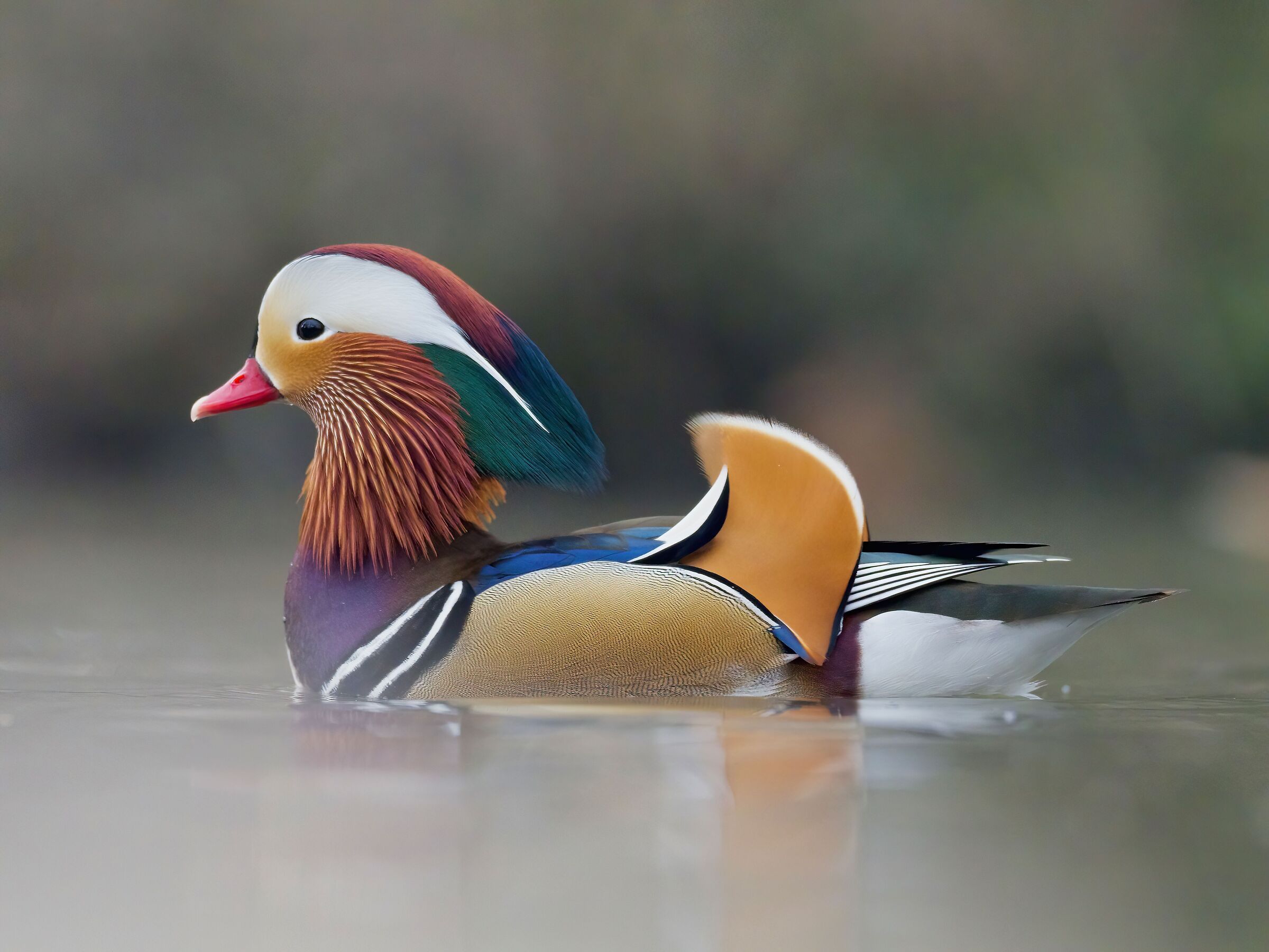 Mandarin in the December Fog