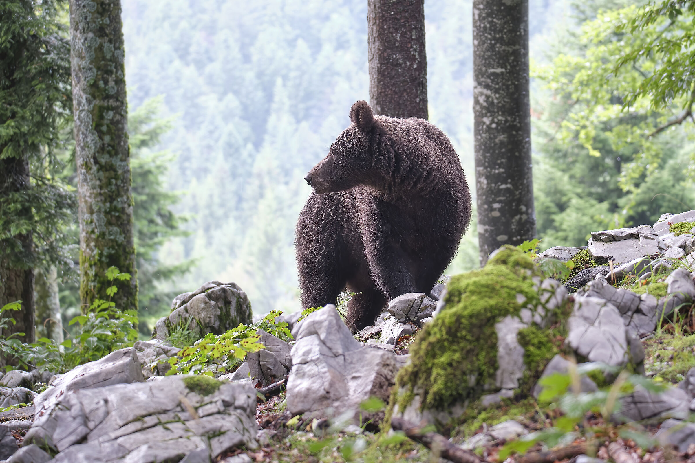 Brown bear