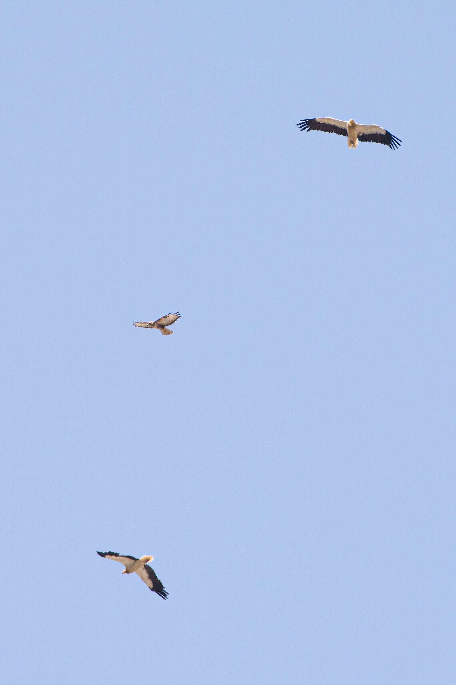 Buzzard surrounded by a pair of Egyptian vultures