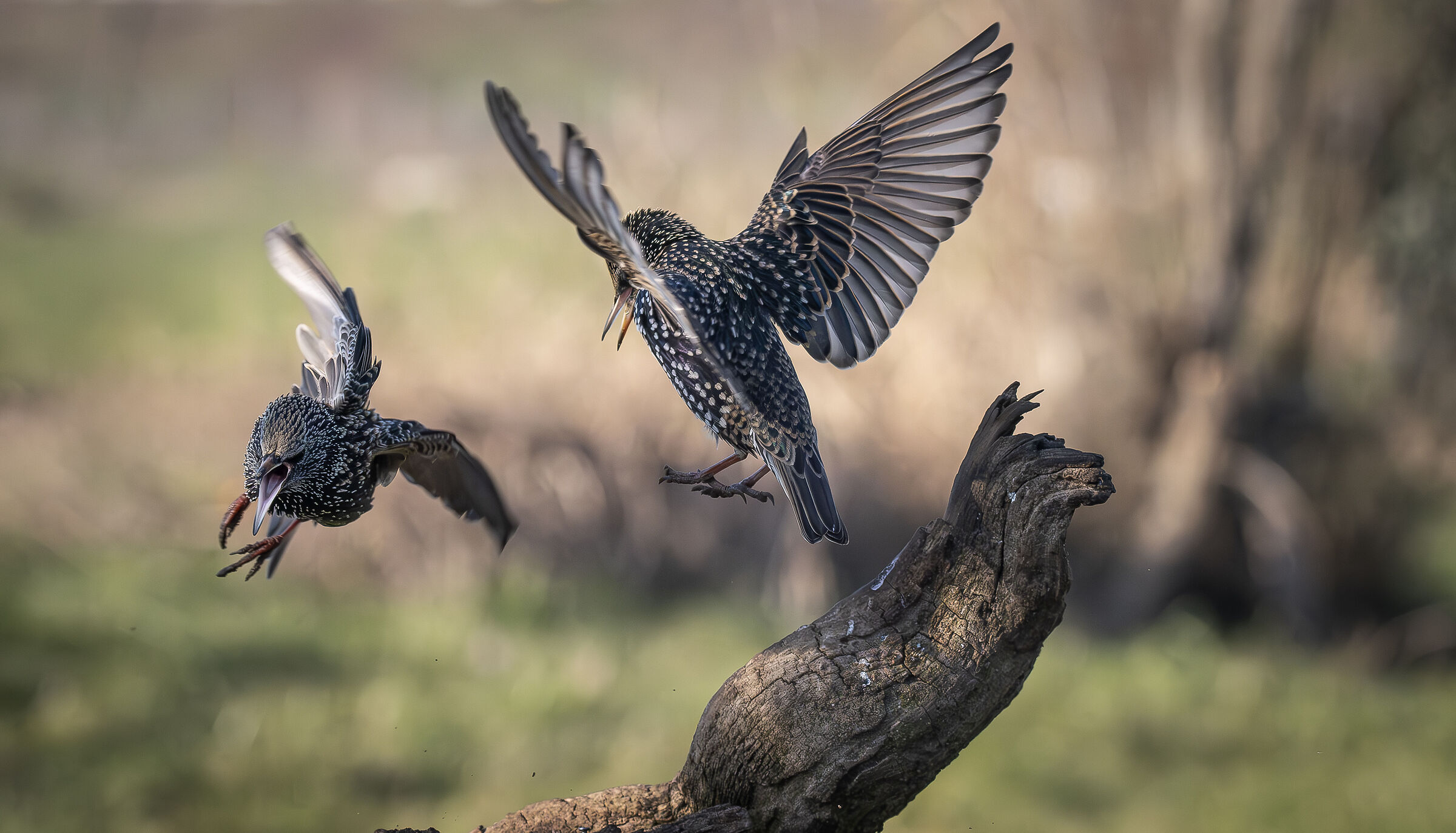 Starlings