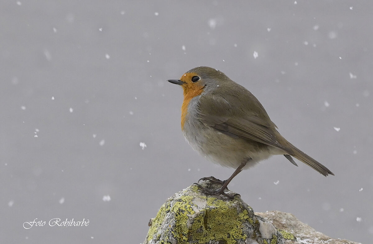 e' sempre Natale con il Pettirosso!!!