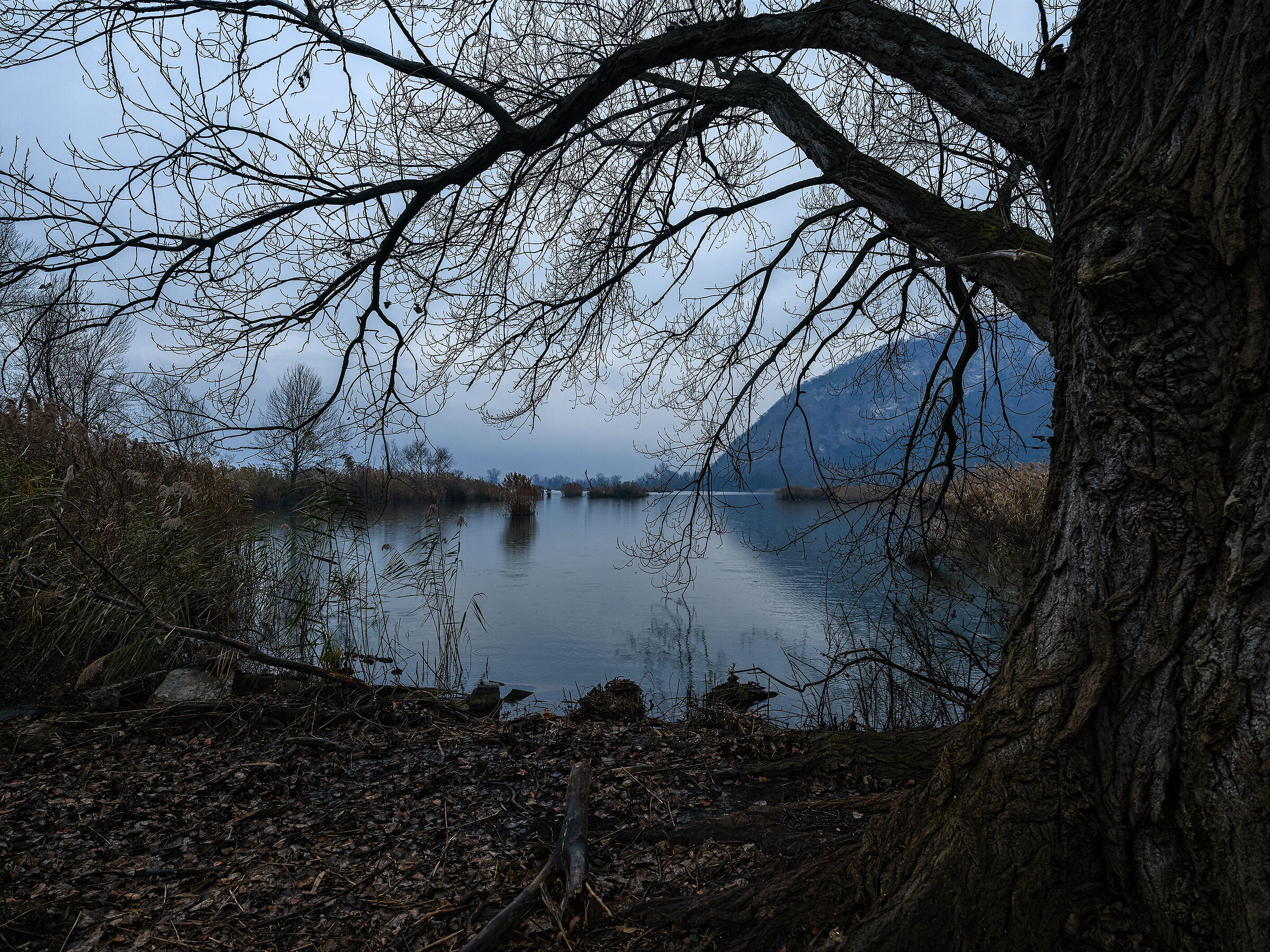 Under large branches