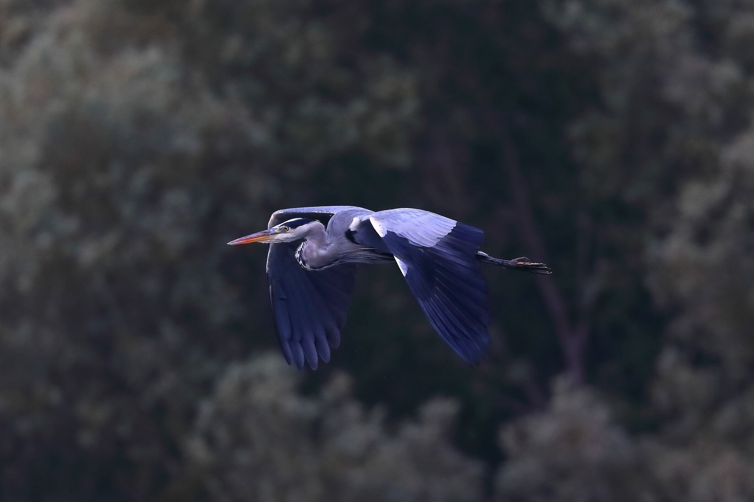 Cenerino 06 ottobre 2024 - 0125