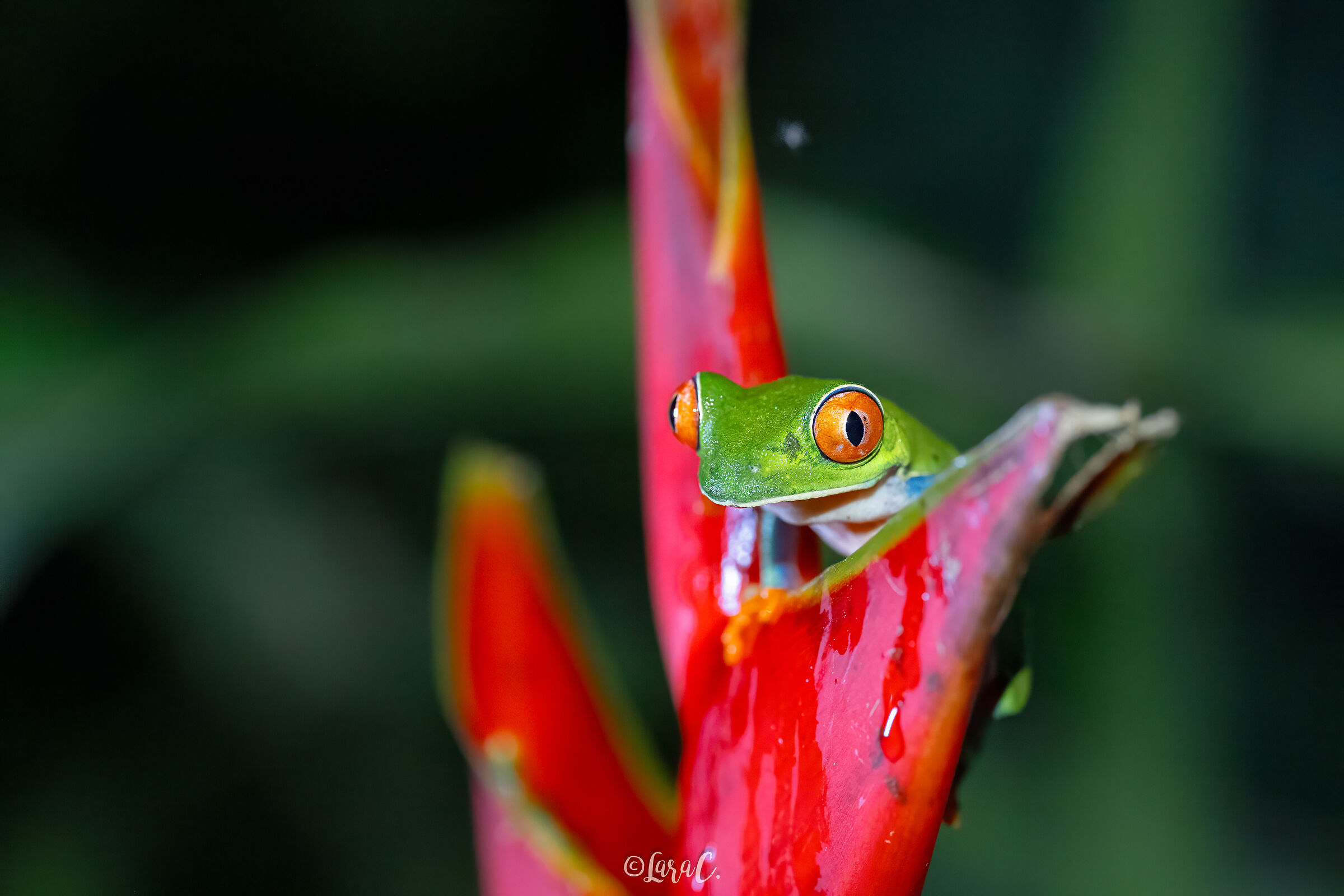 Raganella dagli occhi rossi