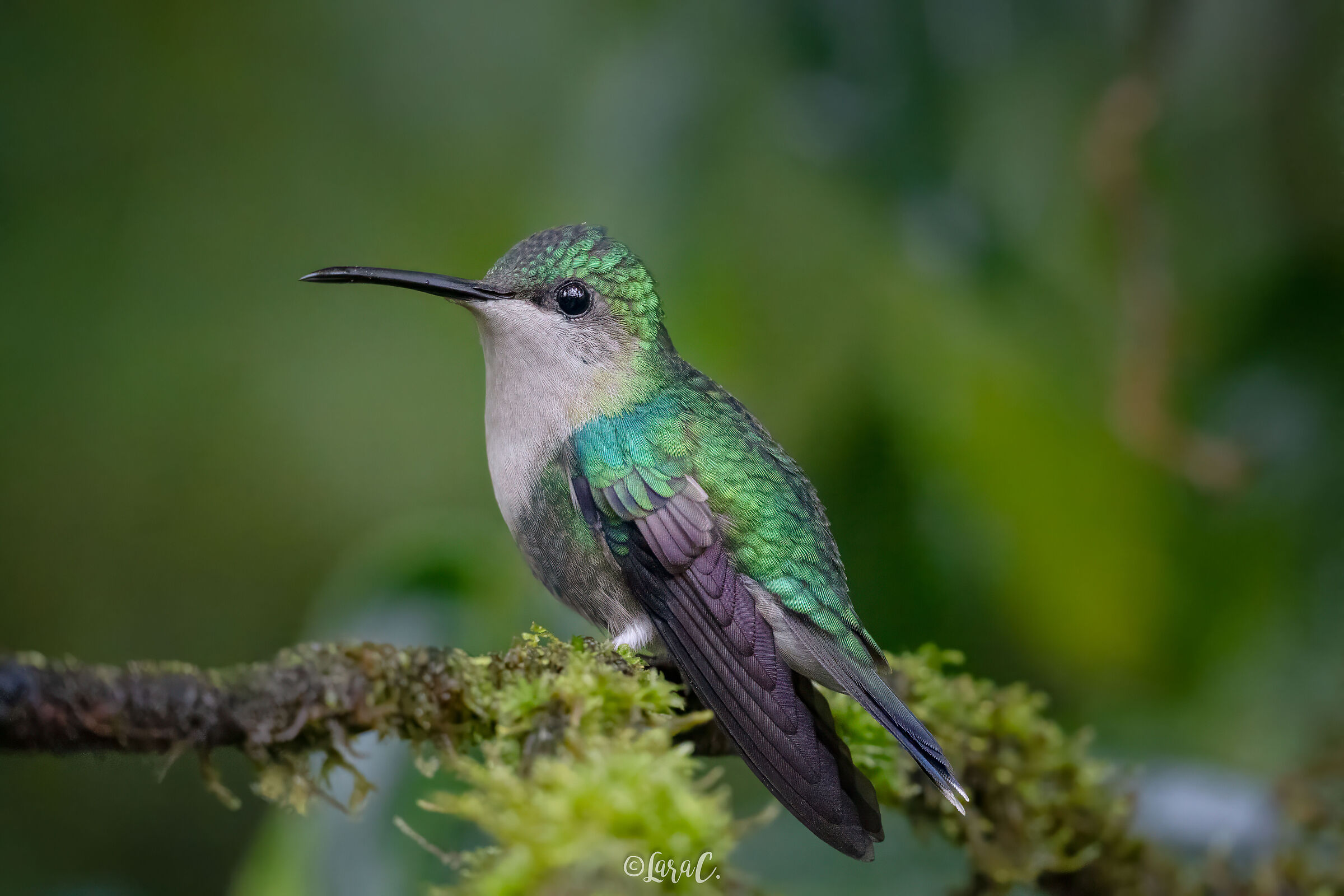 Colibrì