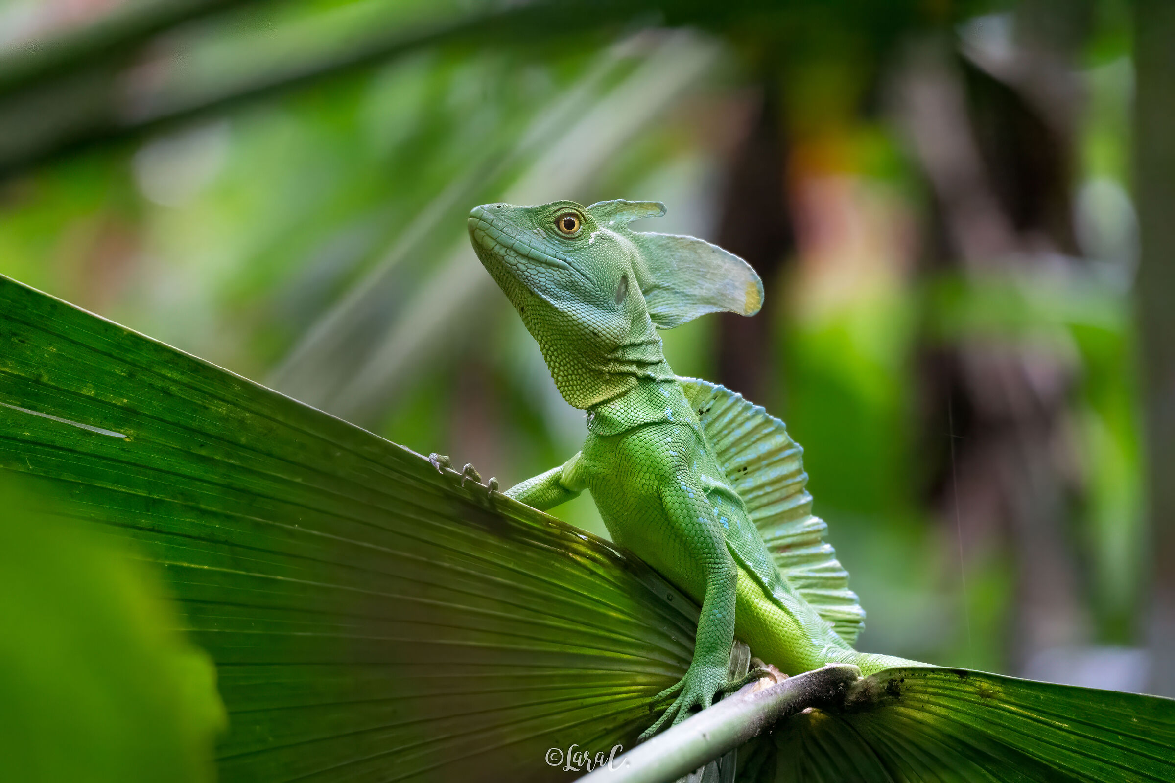 Look at me - Basilisco verde