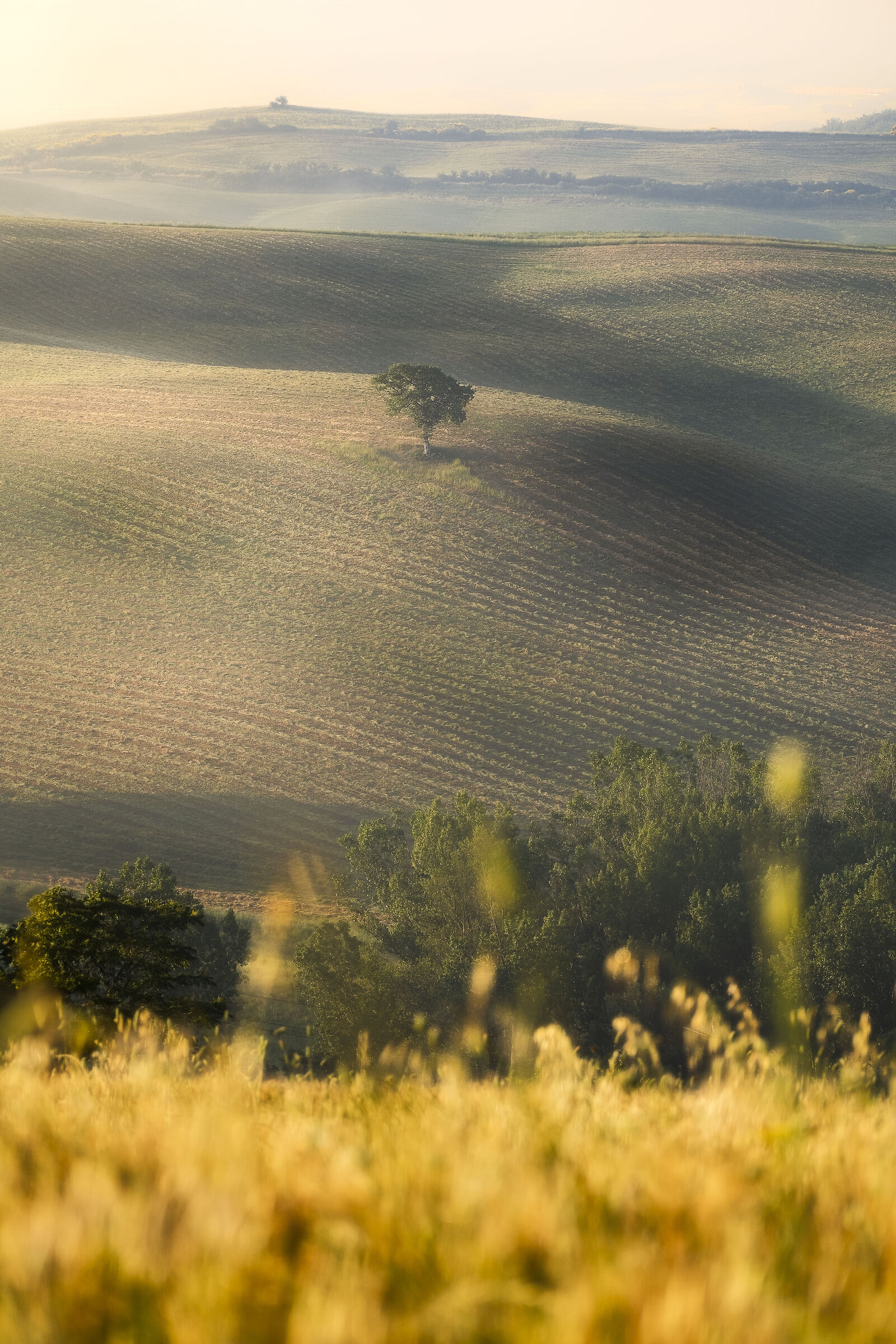 Nei passaggi di luce fiorisce l'ombra