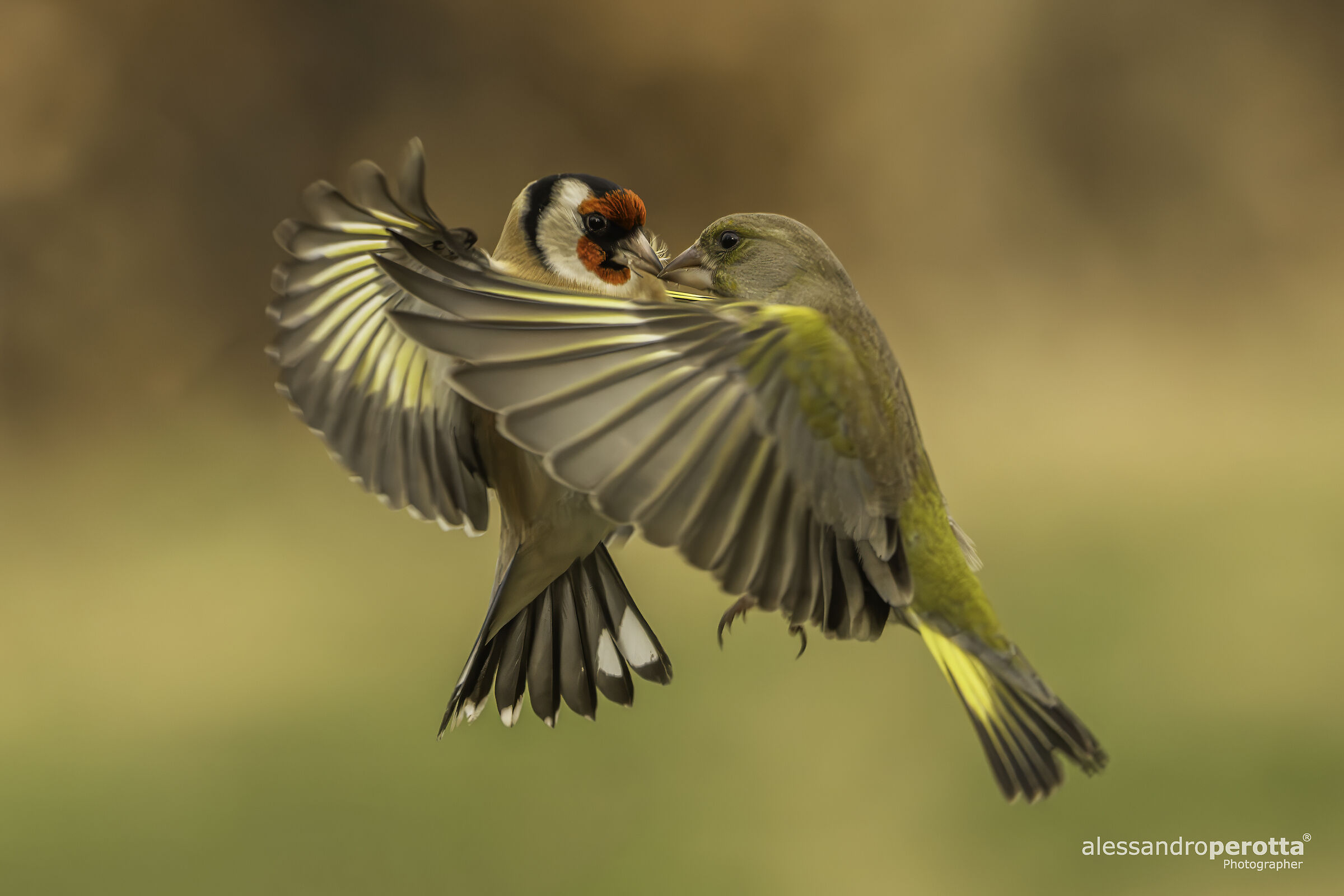 Carduelis carduelis Vs Chloris chloris