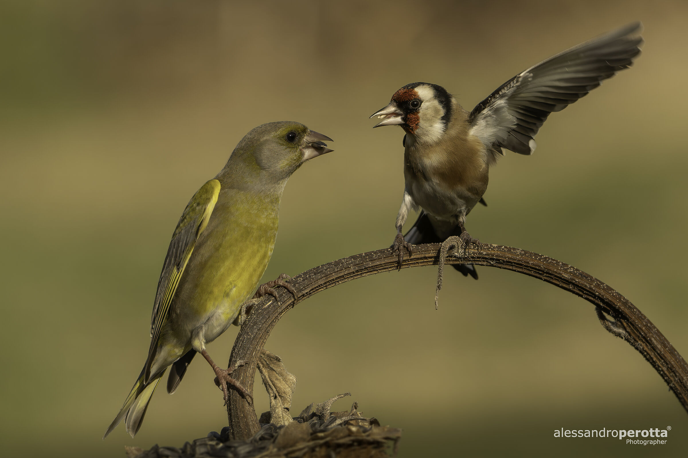 Carduelis carduelis Vs Chloris chloris