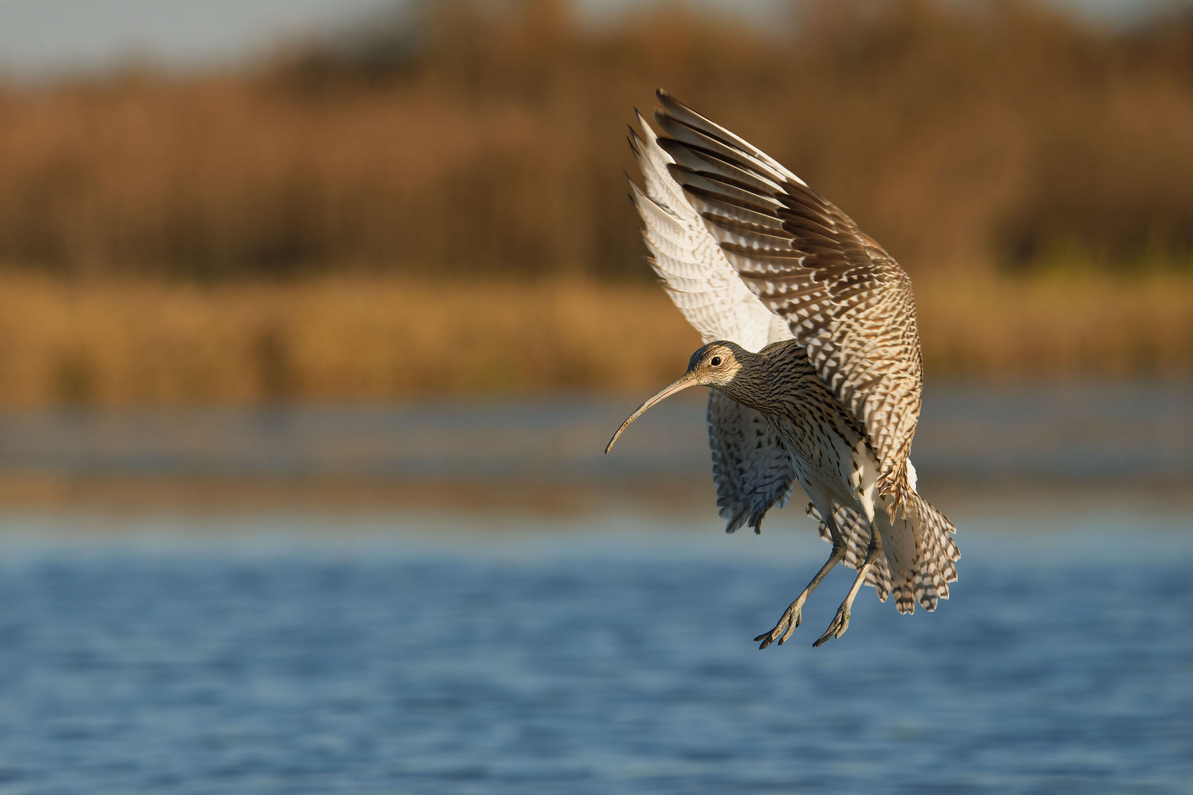 Chiurlo maggiore (Numenius arquata)