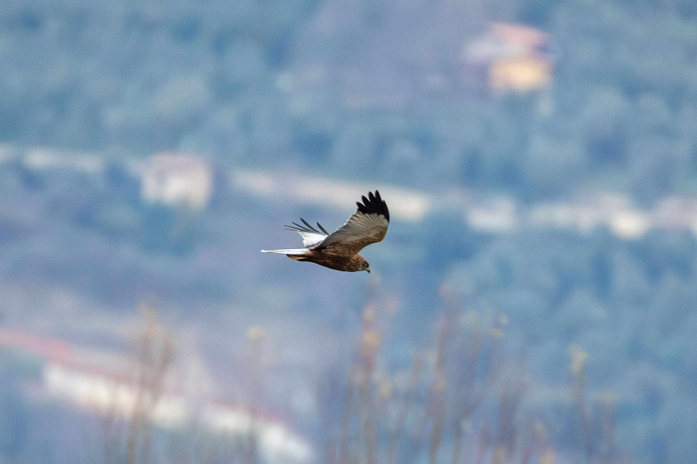 Falco di palude 5
