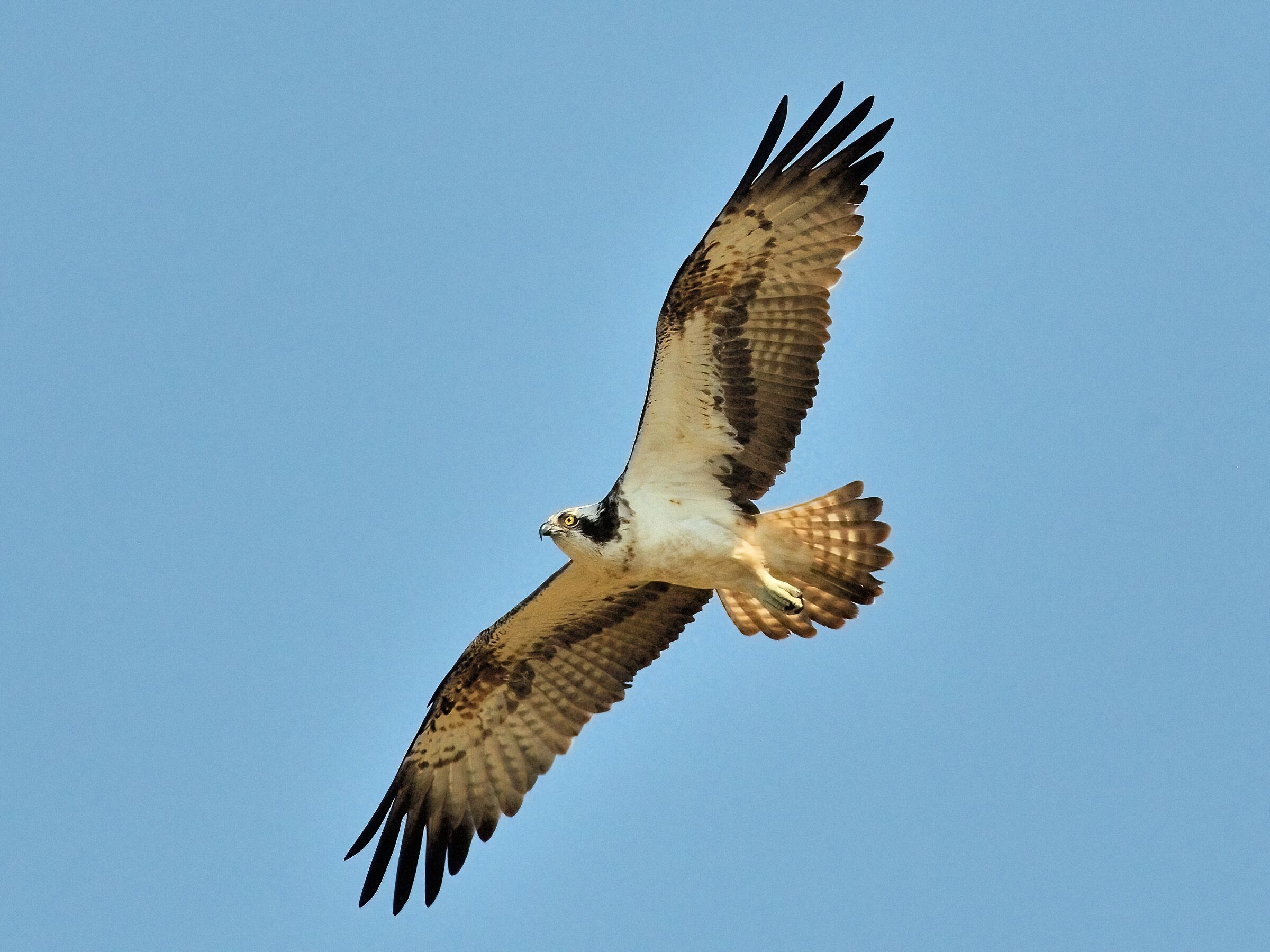 Osprey (Pandion haliaetus)