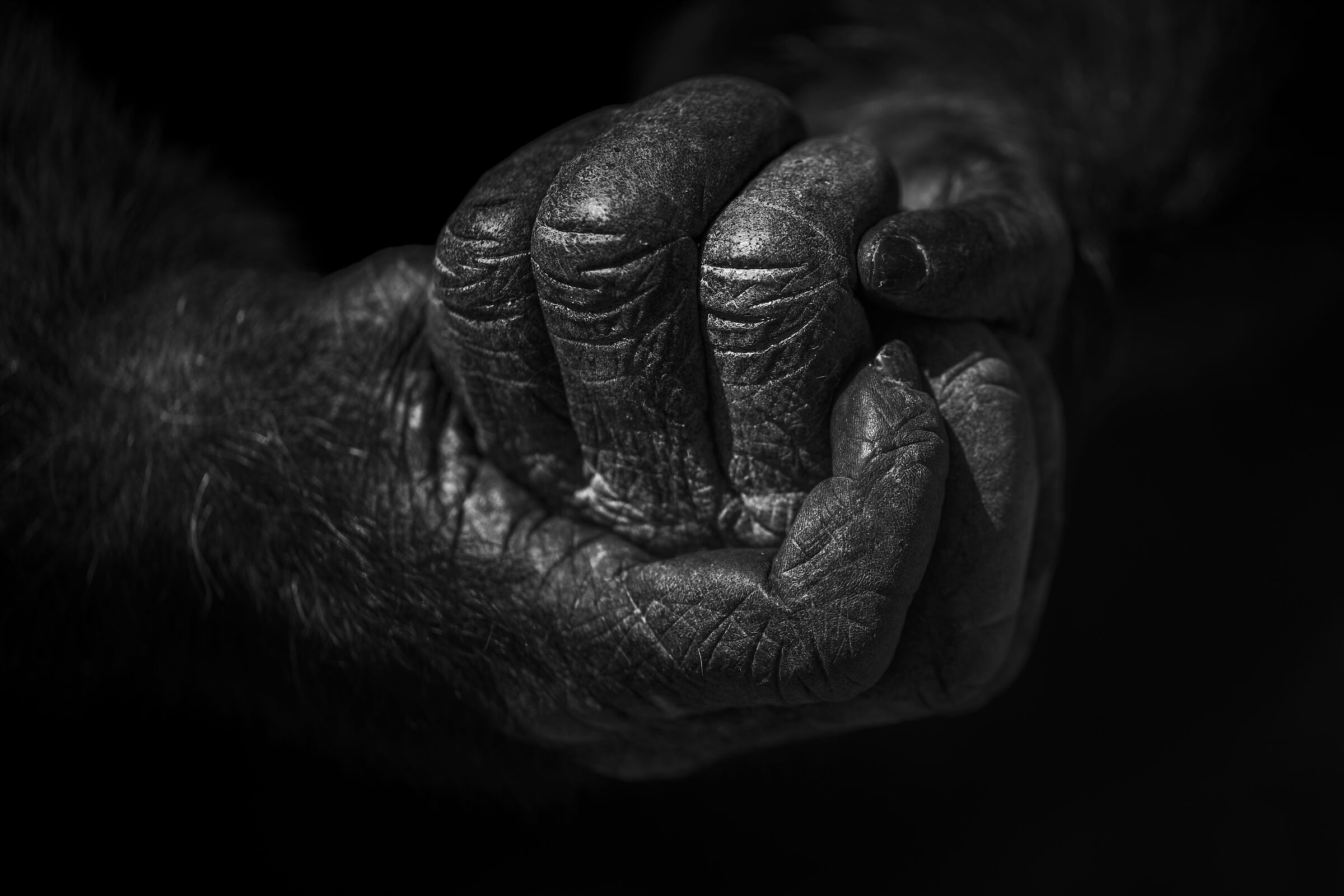 Ol Pejeta Conservancy