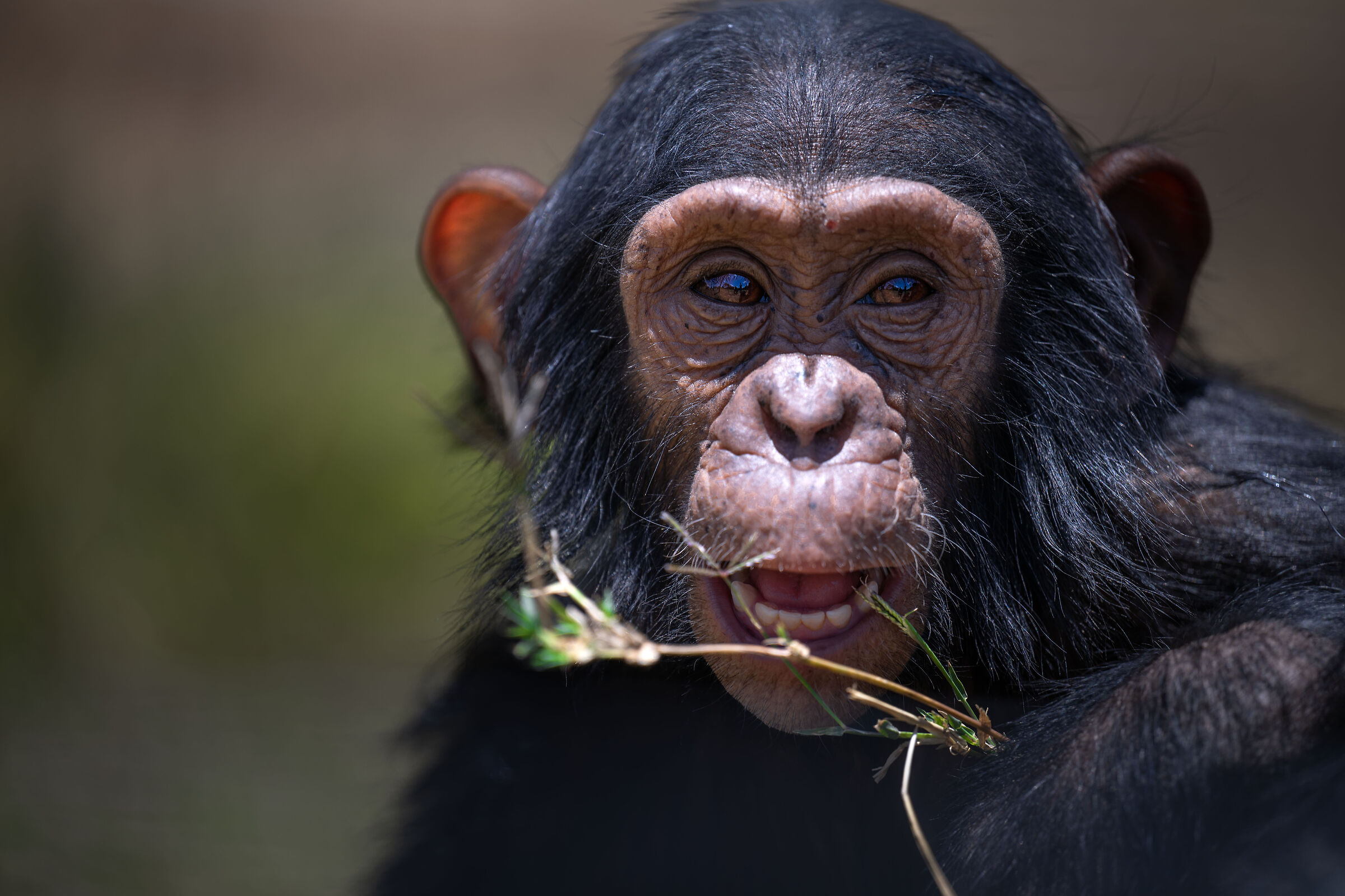 Ol Pejeta Conservancy