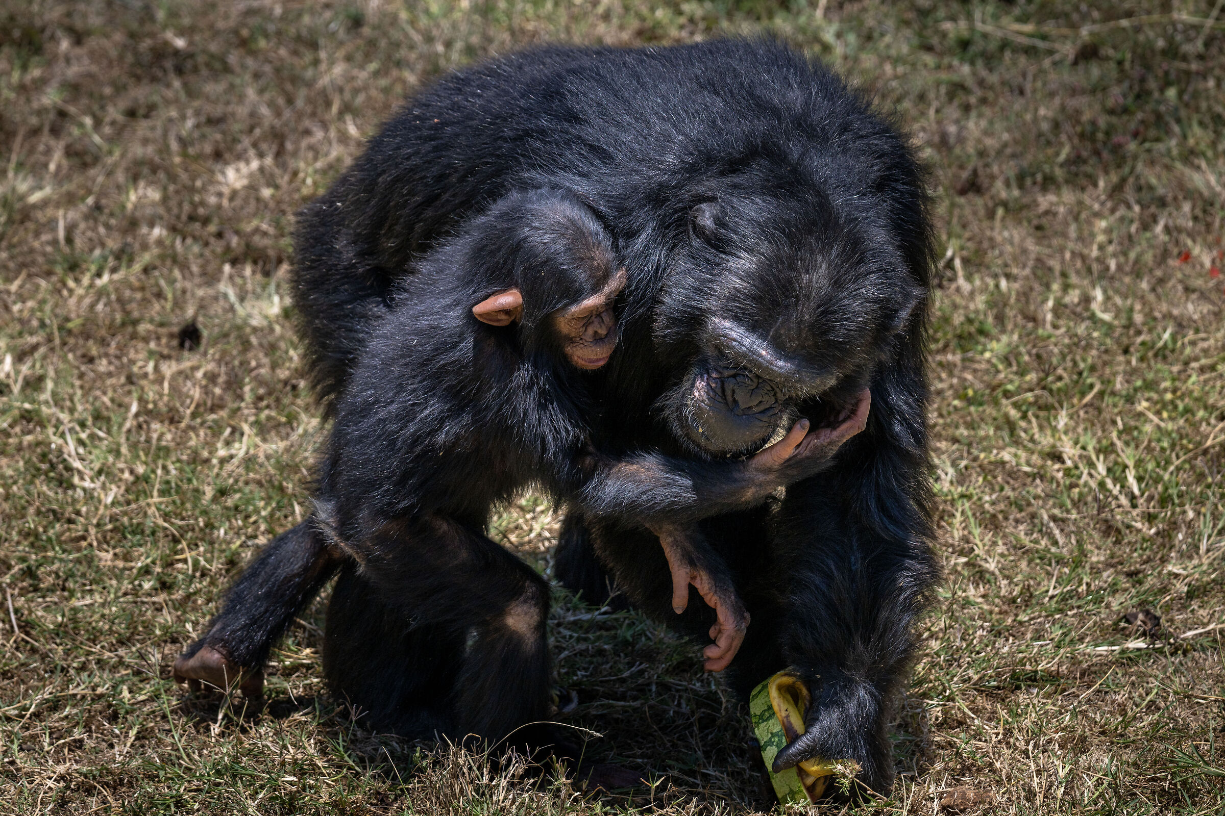 Ol Pejeta Conservancy