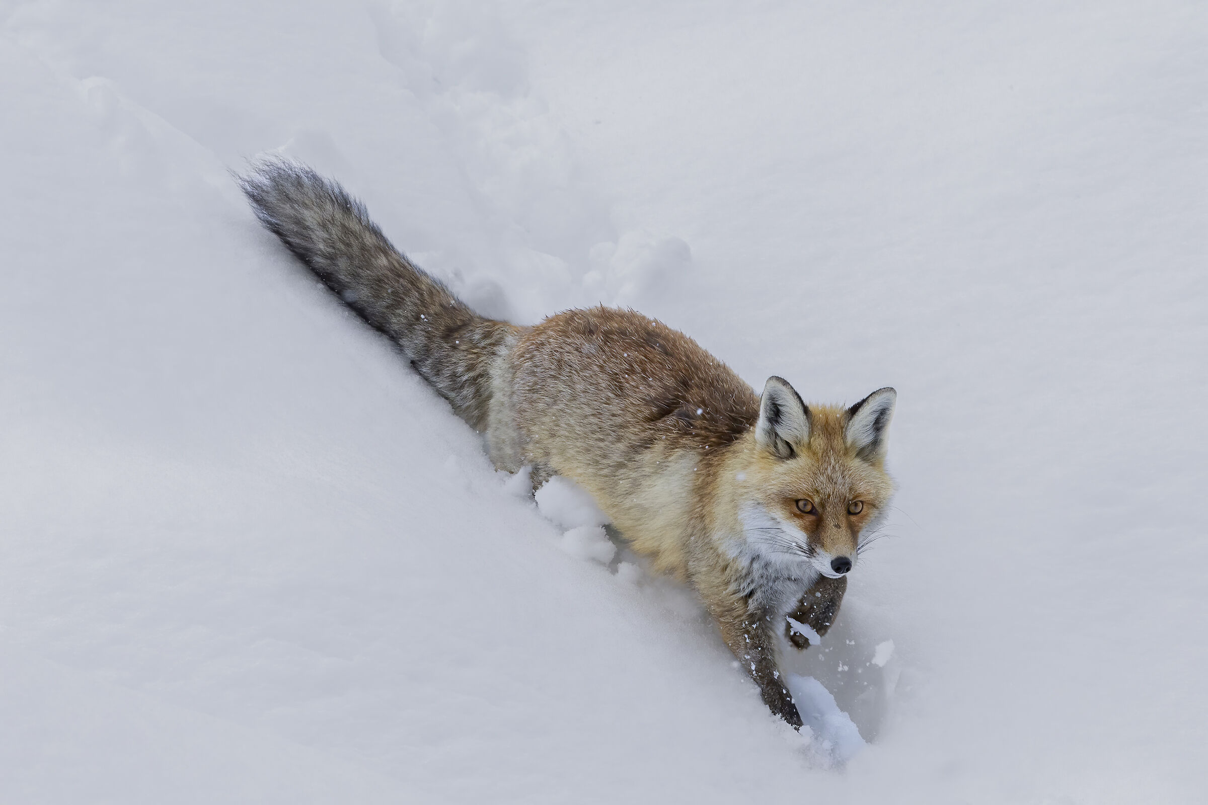 scivolando nella neve, volpe