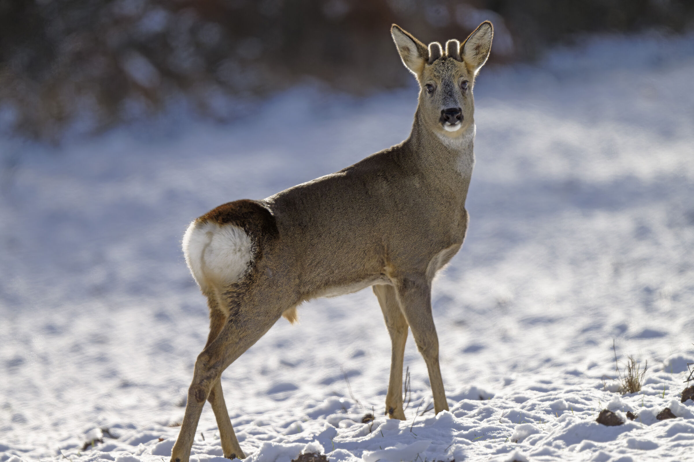 Roe deer