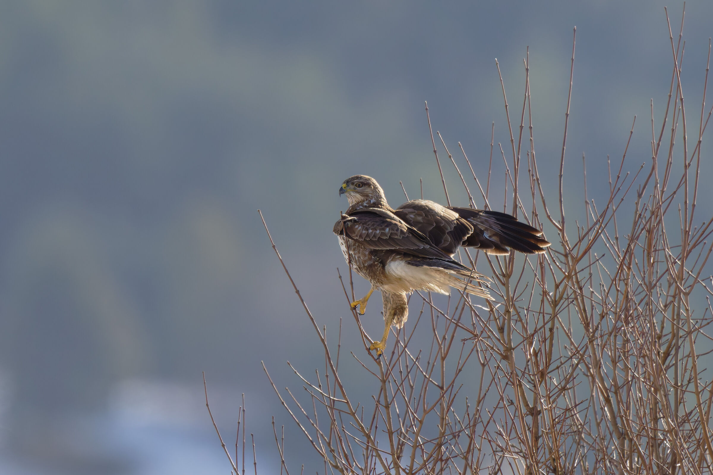 Buzzard