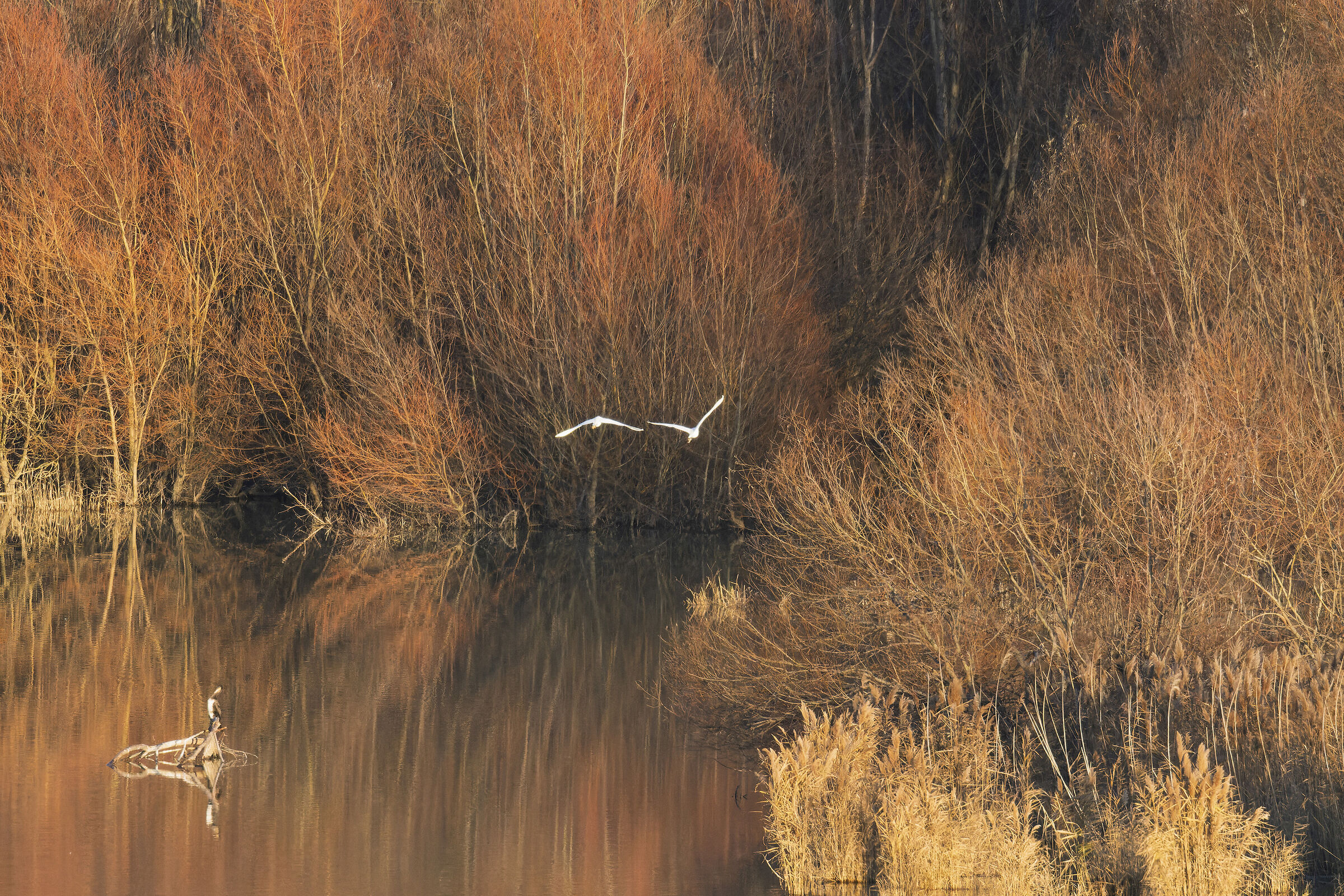 Garzette al tramonto