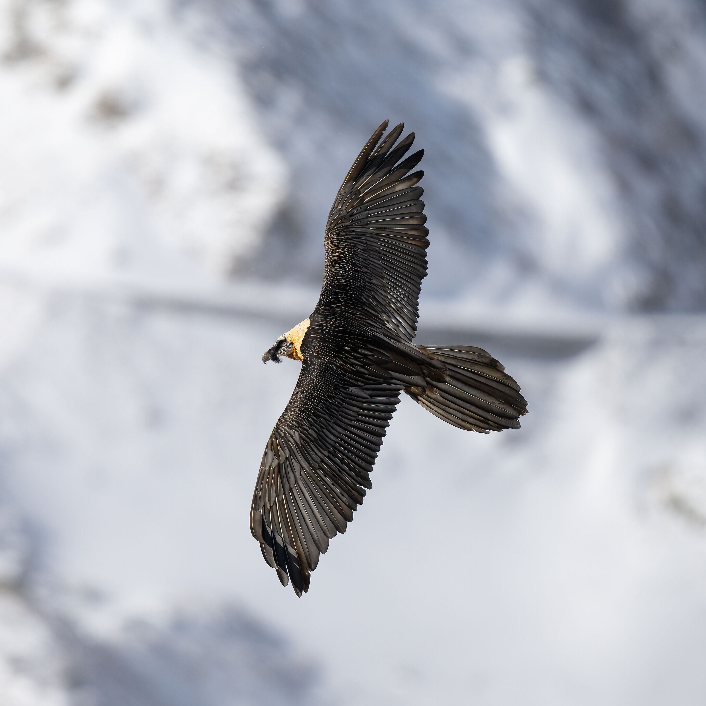 Gypaetus barbatus - Gran Paradiso National Park