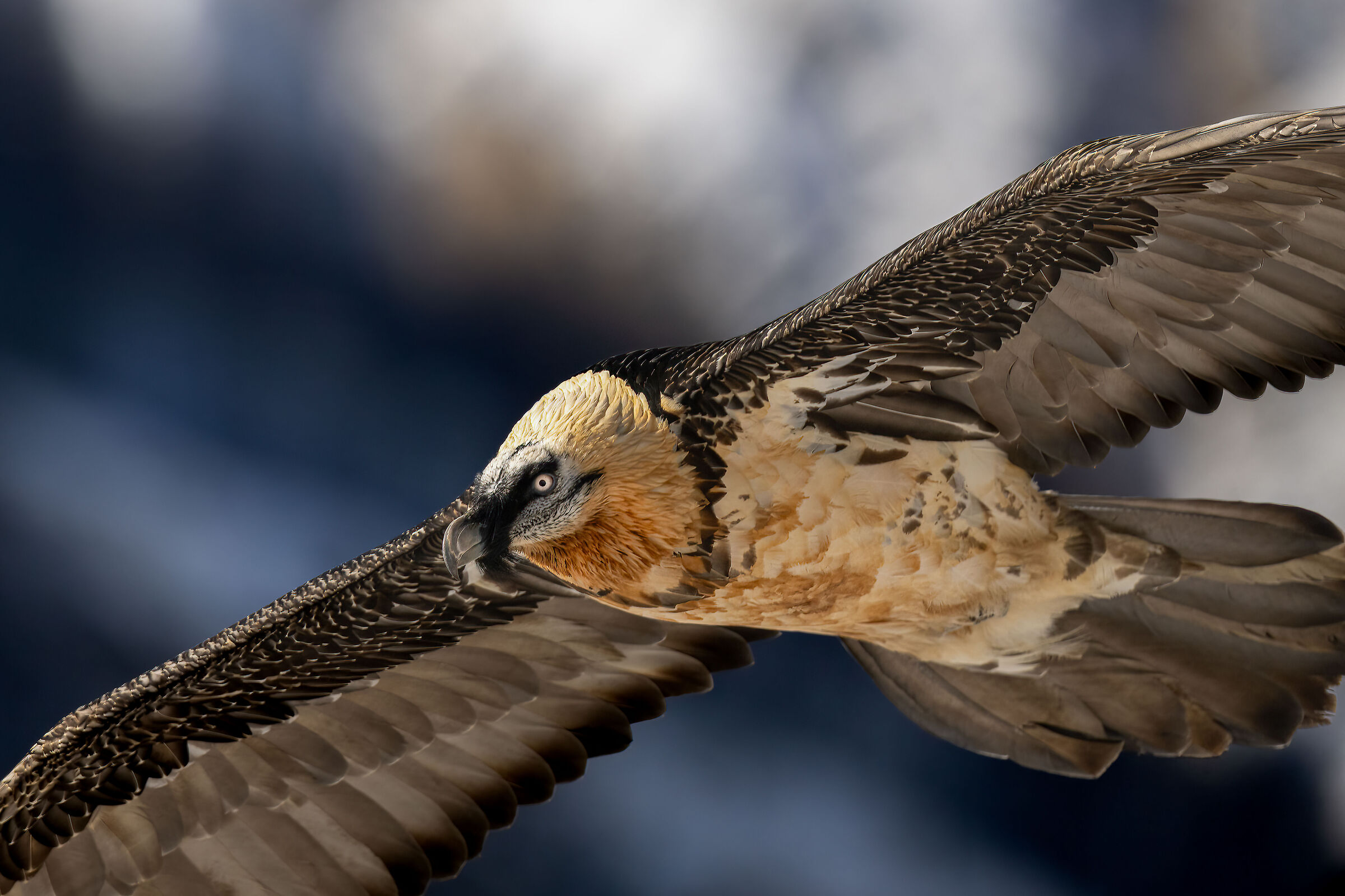 Gypaetus barbatus - Gran Paradiso National Park