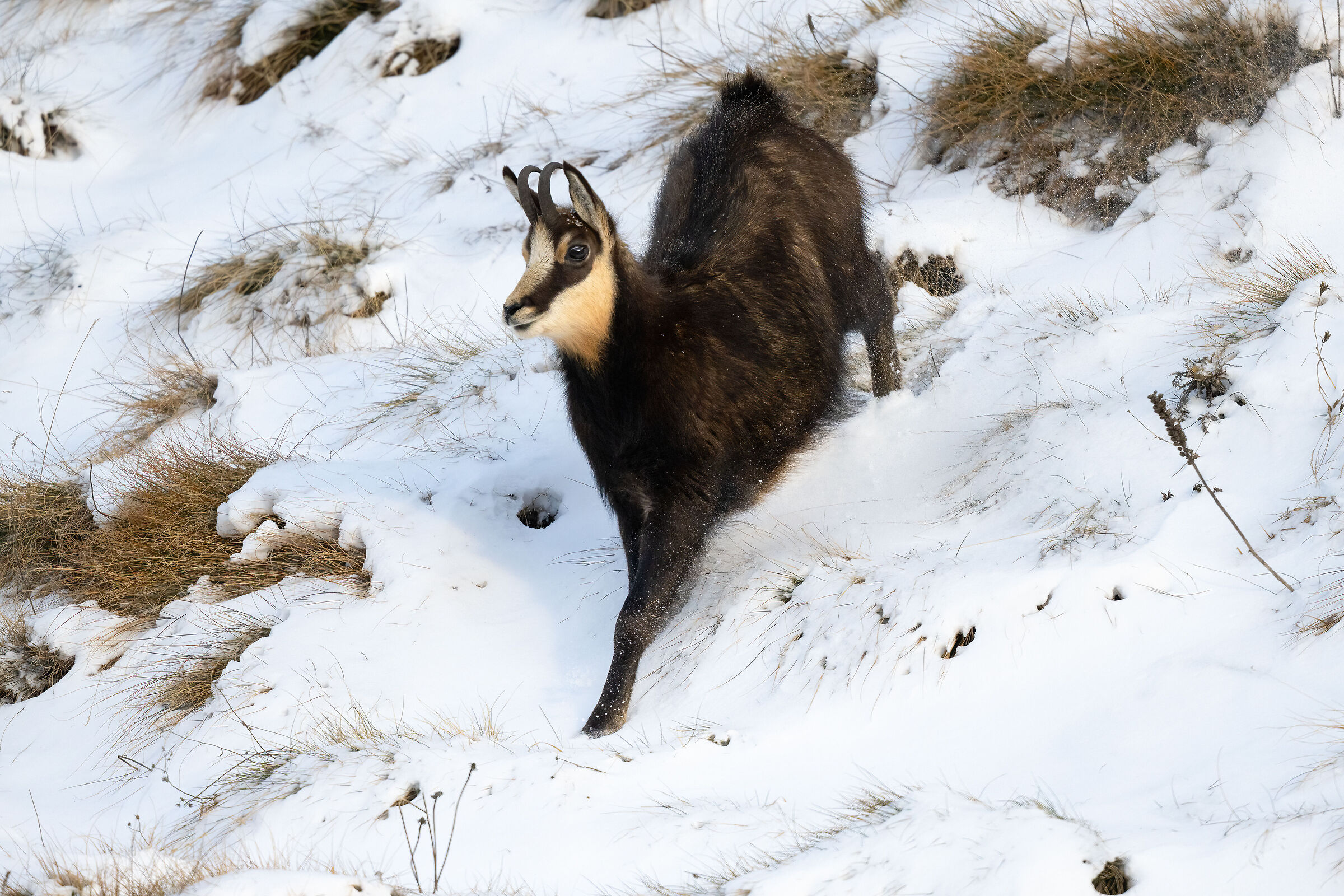 Chamois - Gran Paradiso National Park