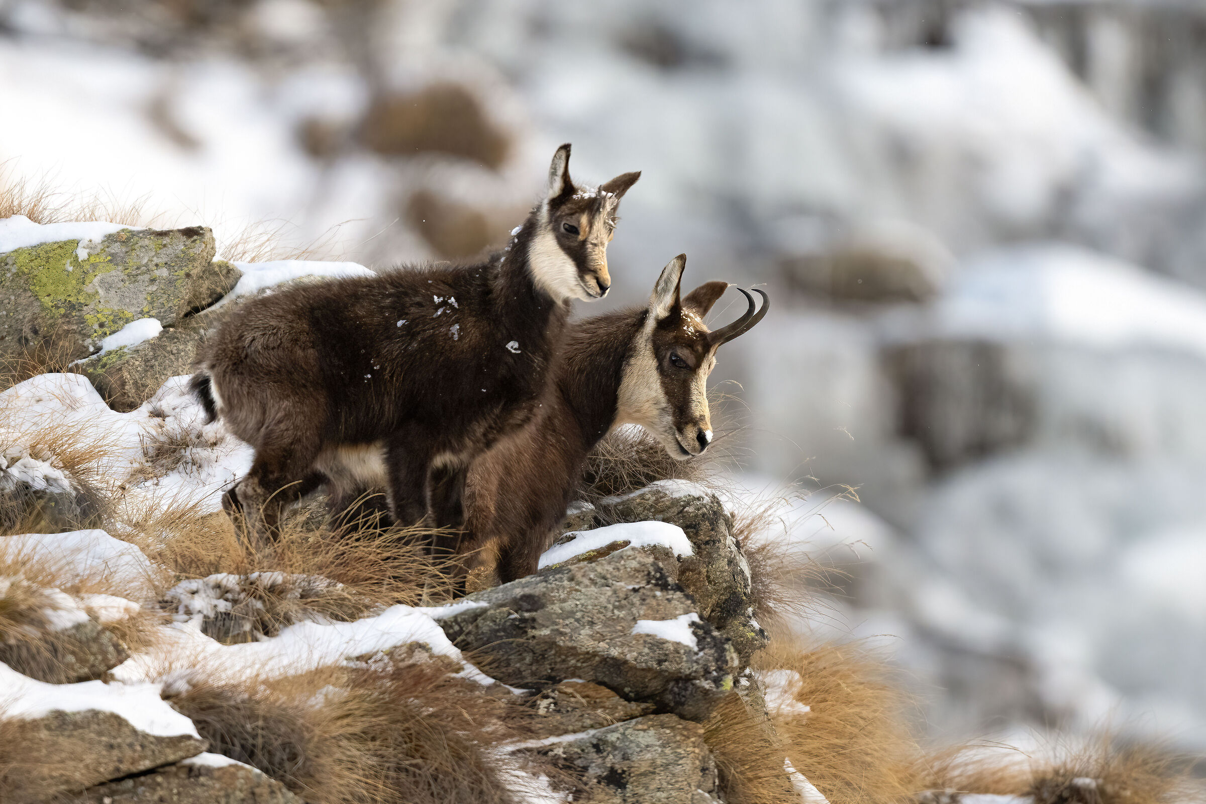 Chamois - Gran Paradiso National Park