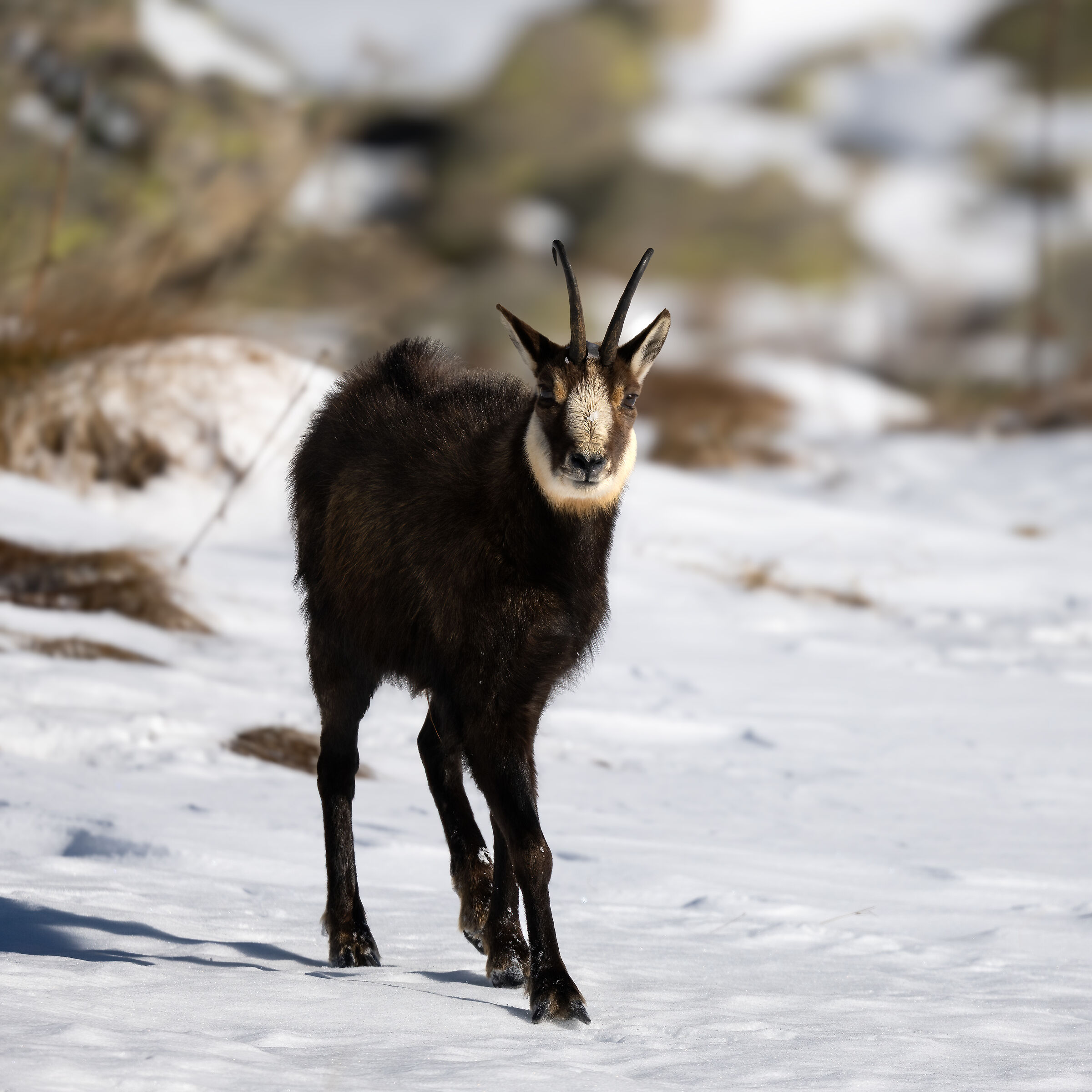 Chamois - Gran Paradiso National Park