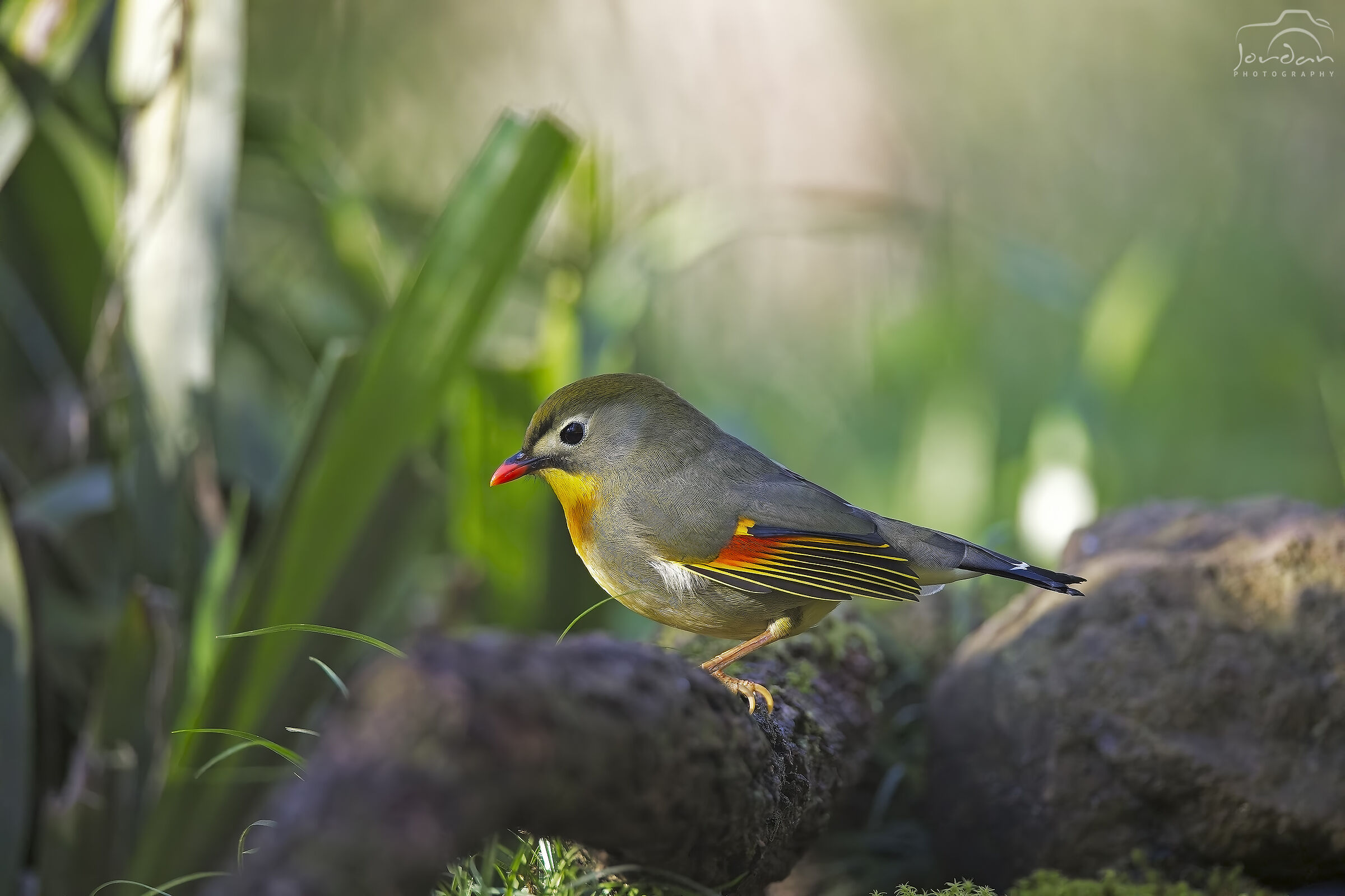 Usignolo del Giappone