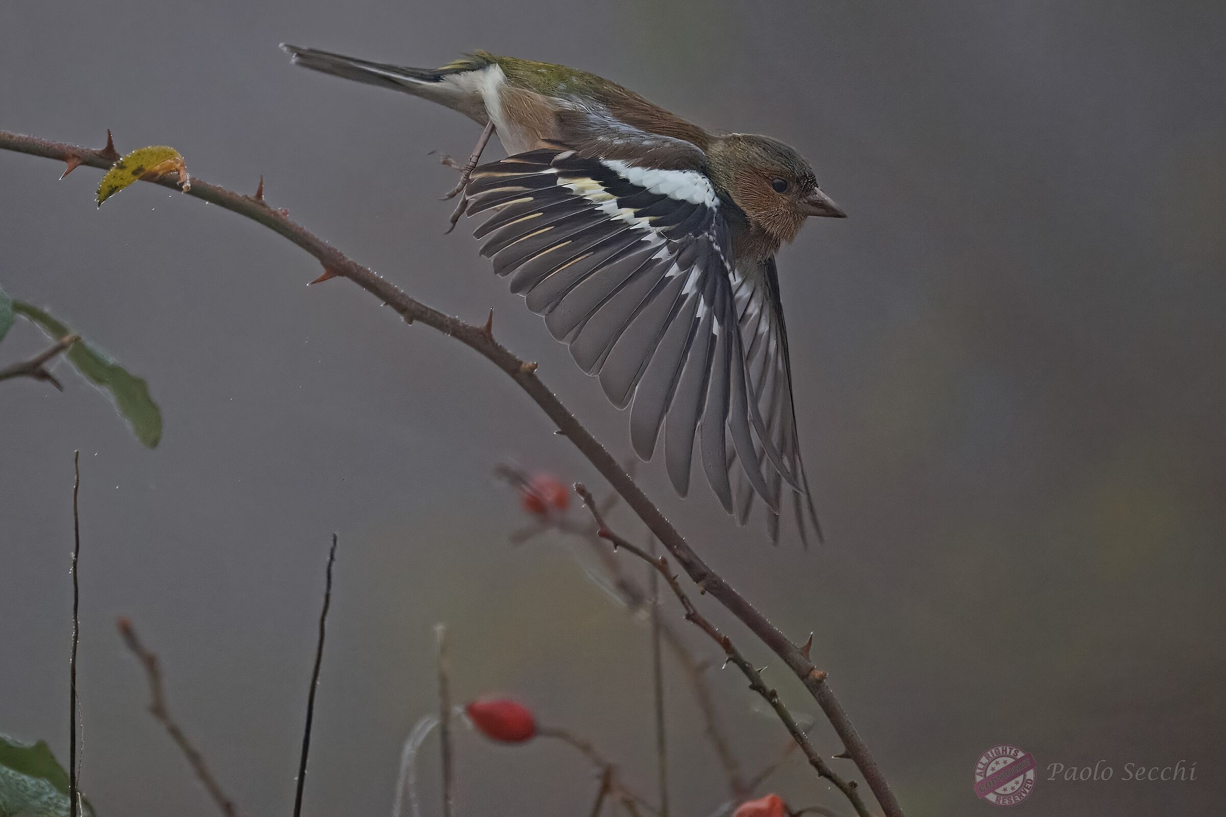 Flying on a chilly morning