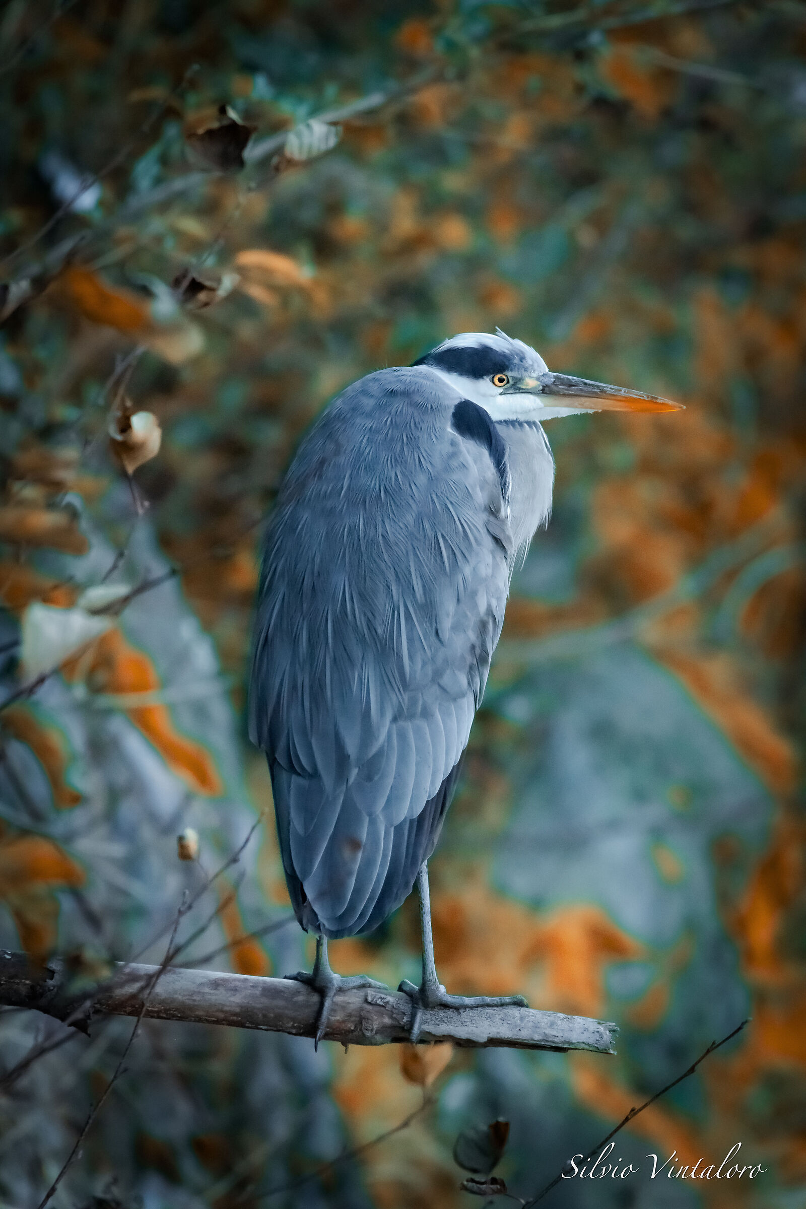 Grey Heron on Guard