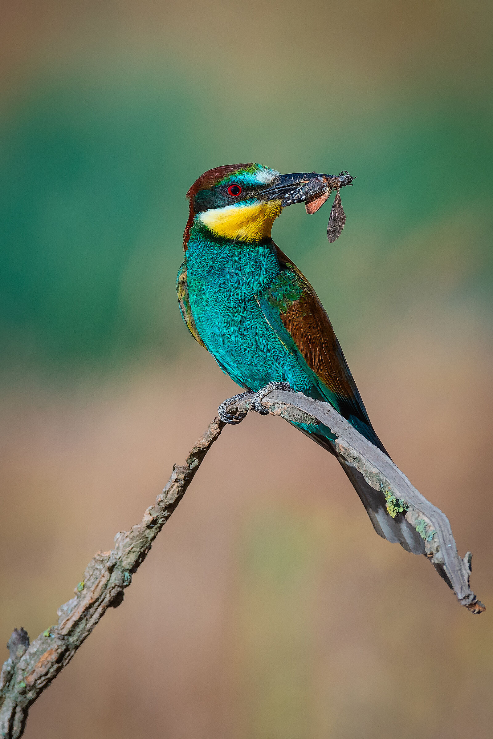 Birdlife #5
