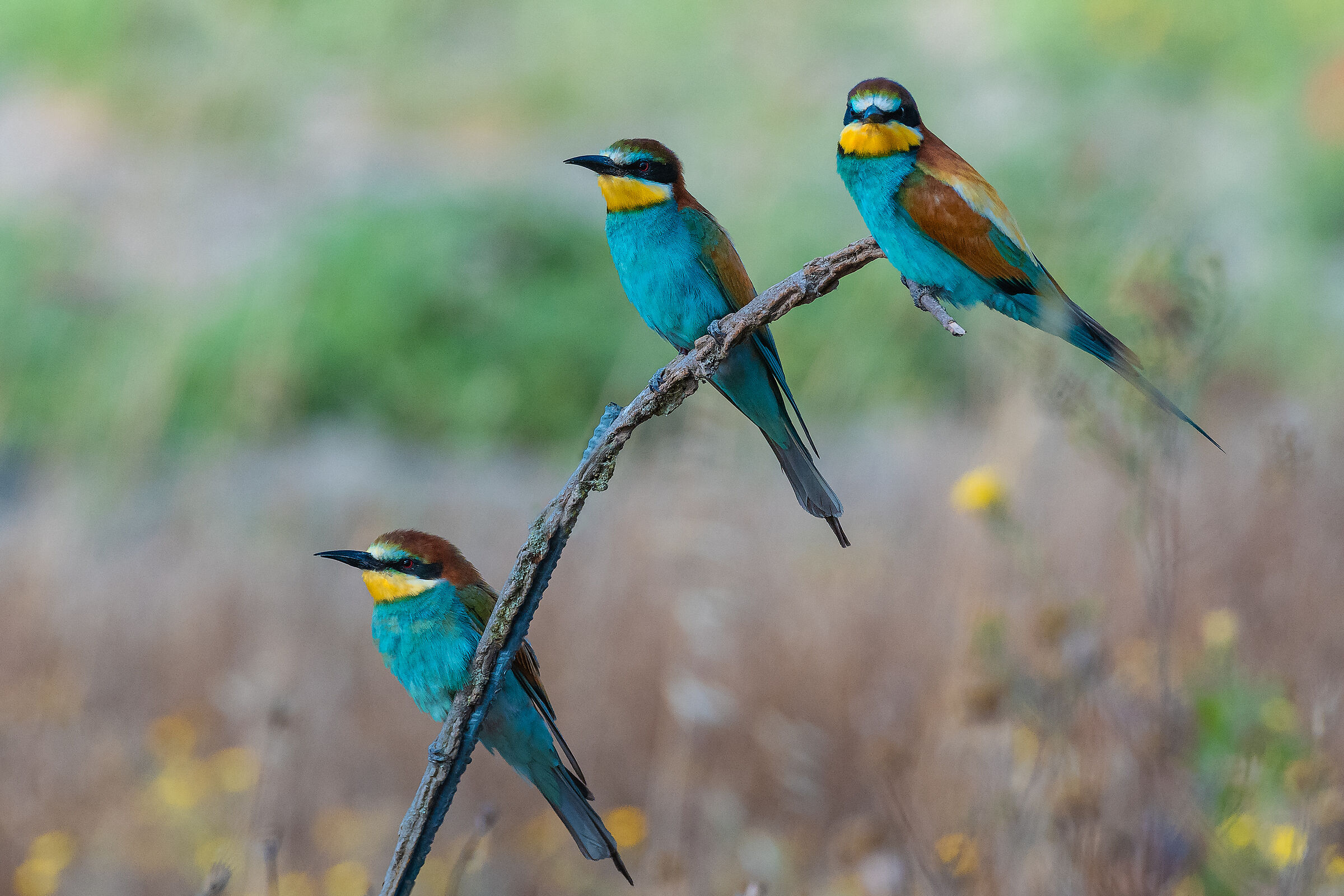Birdlife #6