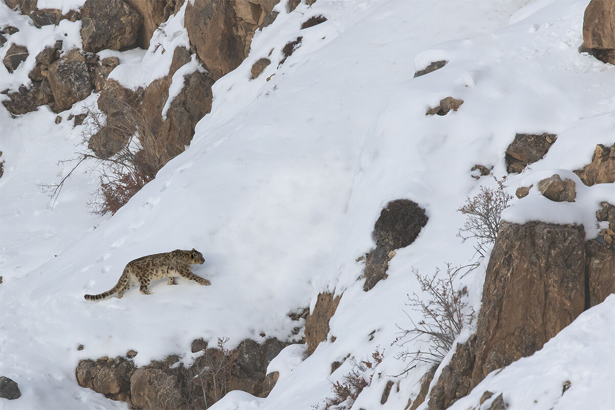 Snow Leopard