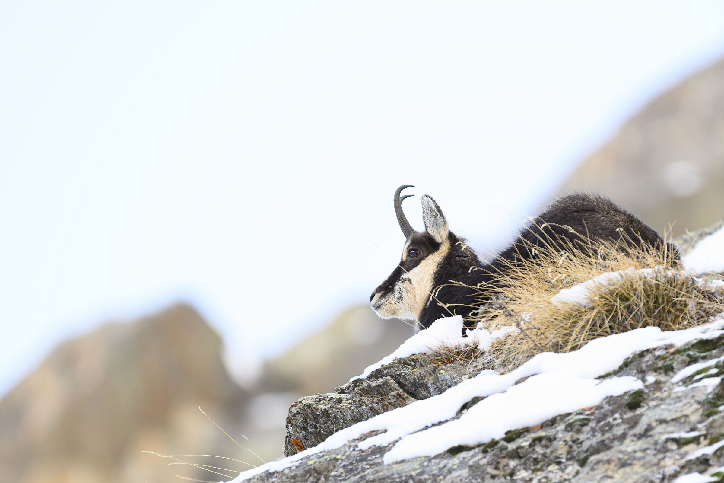 chamois