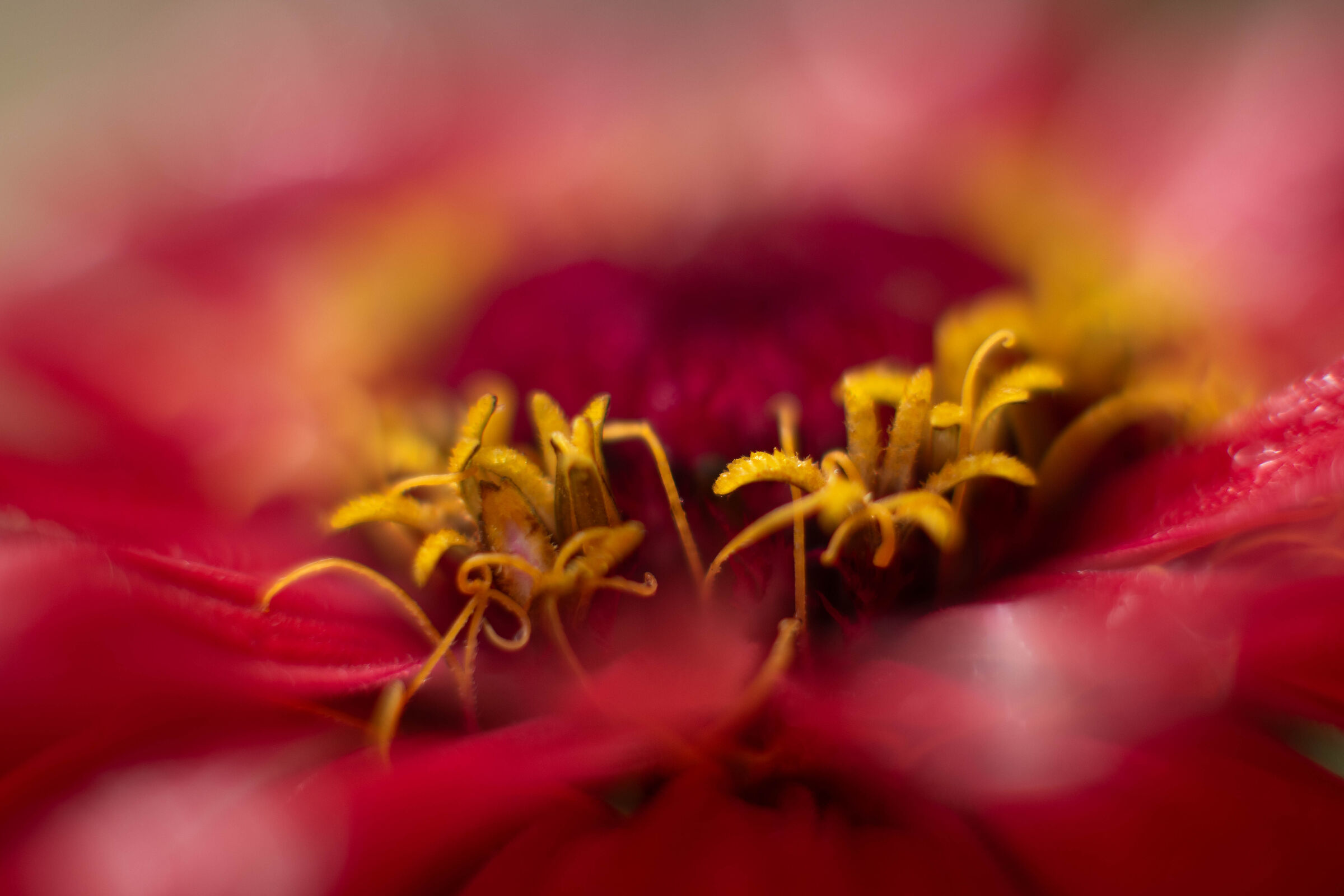 Zinnia, details with tube extensions 36mm