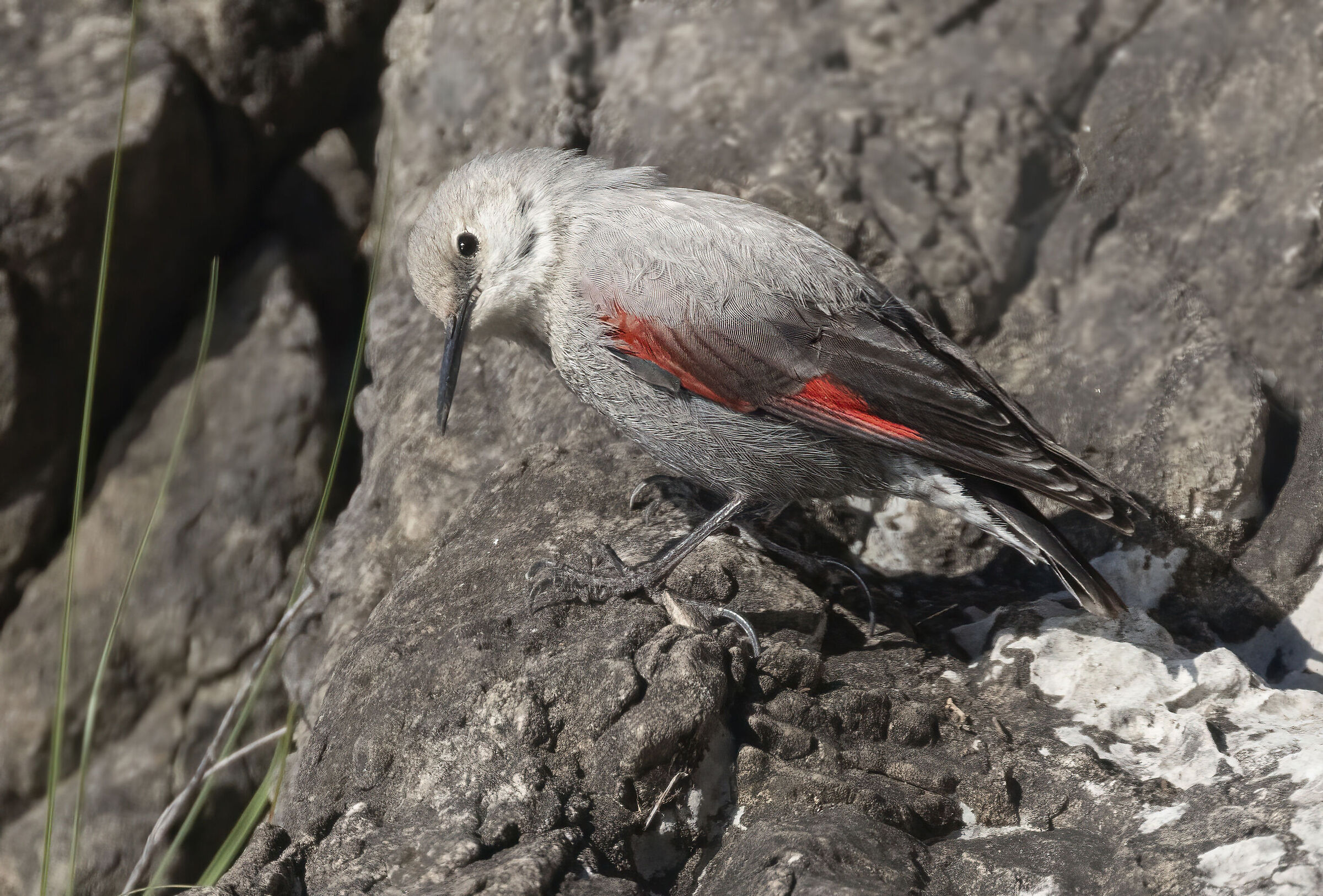picchio muraiolo delle rocce nere