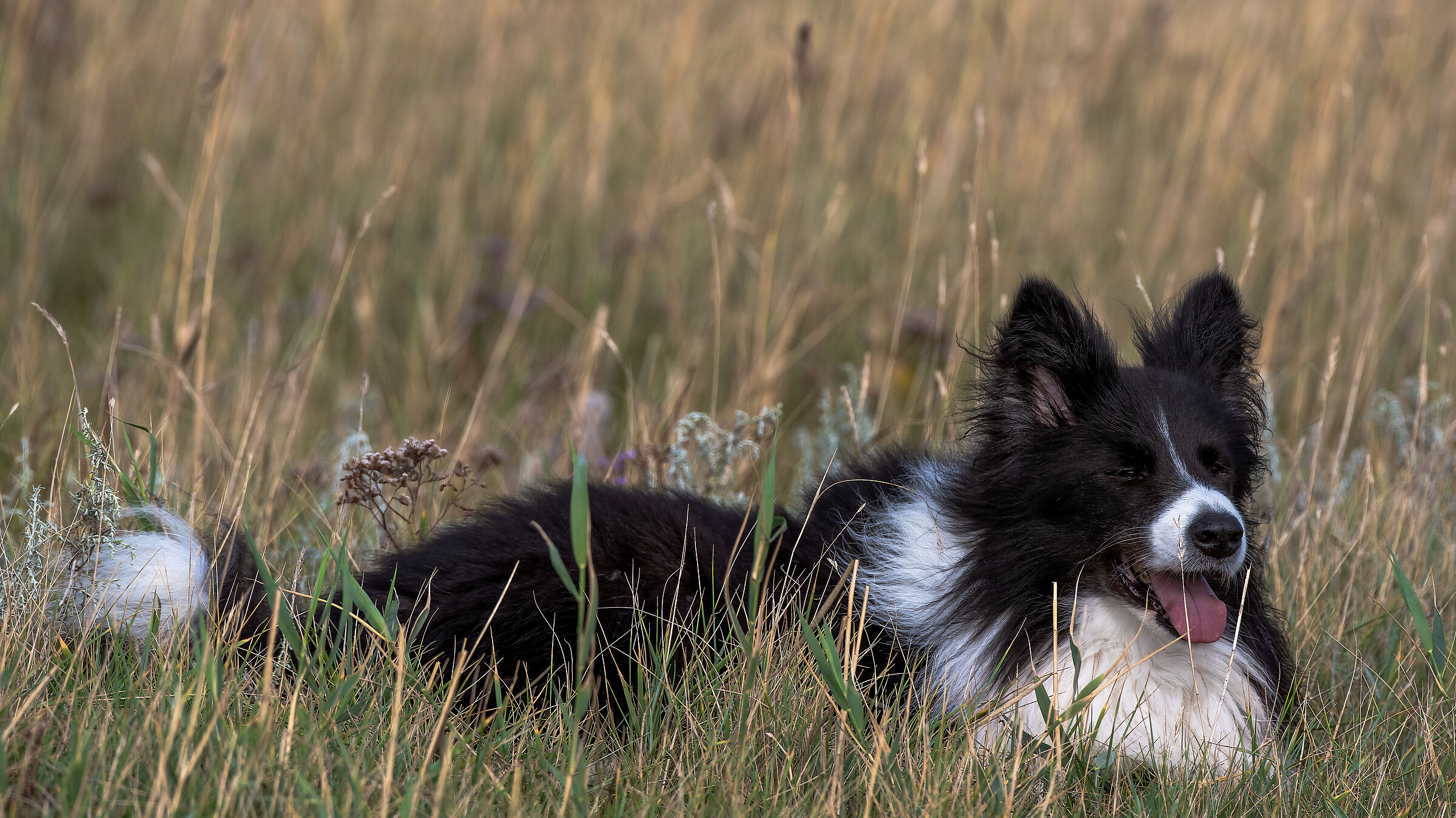 Happy Dog in Mandø - Denmark