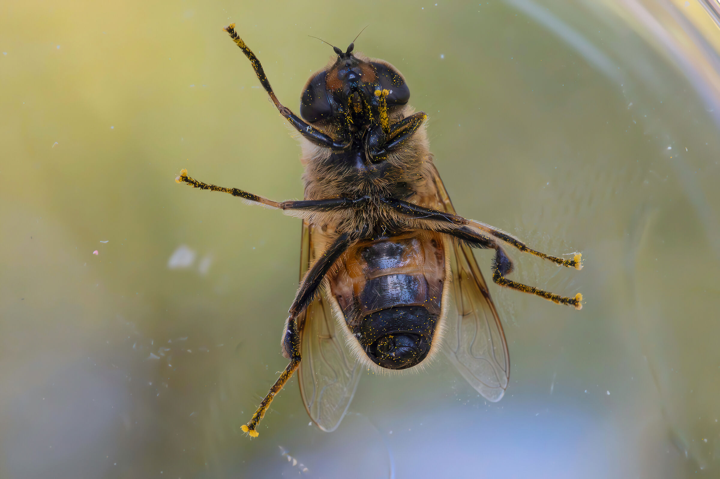 Eristalis tenax