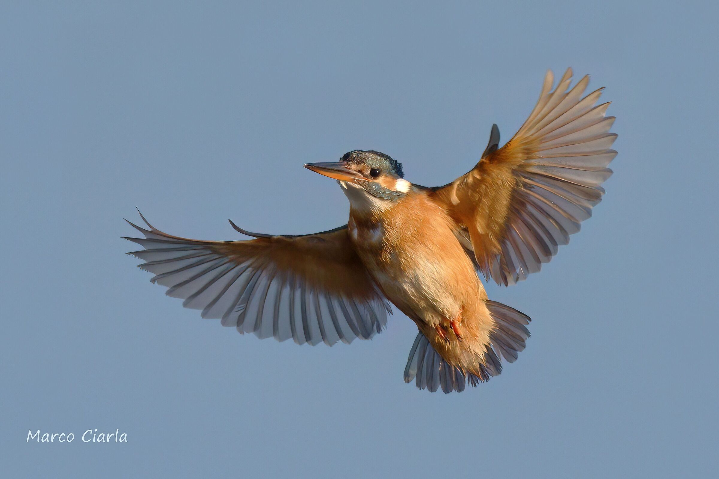 Kingfisher (Alcedo atthis)