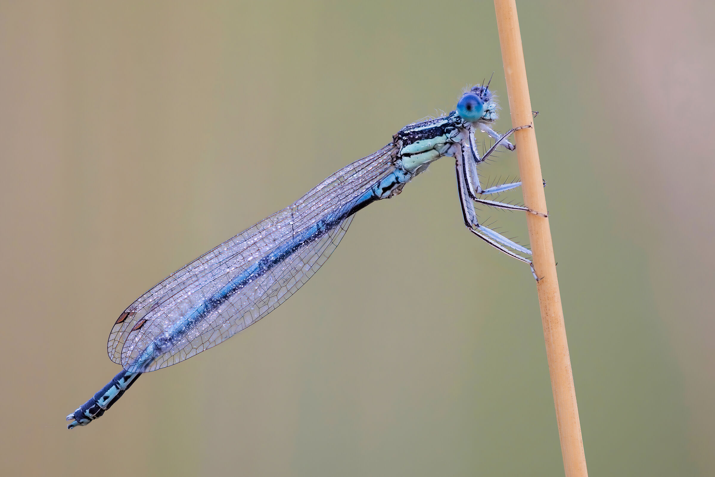 Platycnemis pennipes