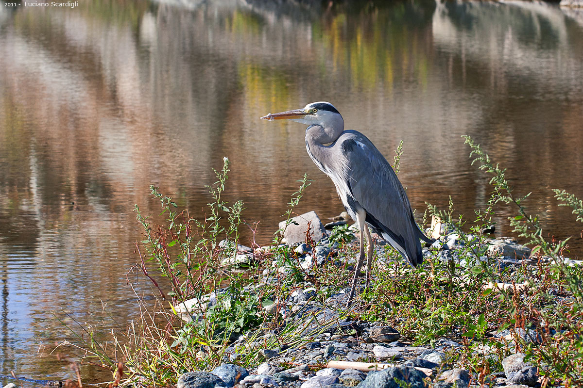 Airone Cenerino-MG11630