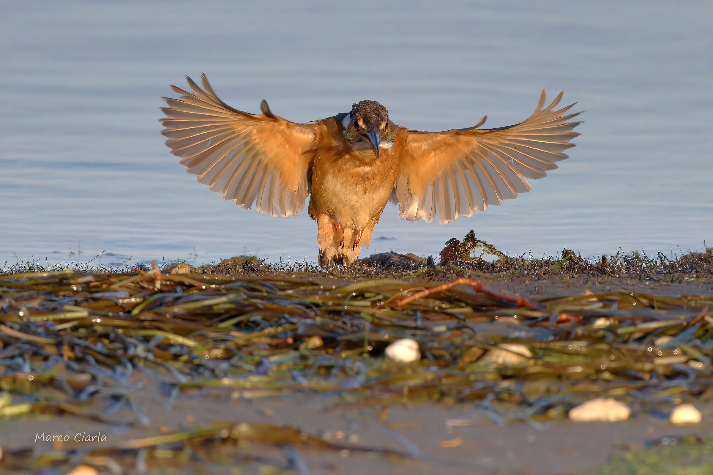 Kingfisher (Alcedo atthis)