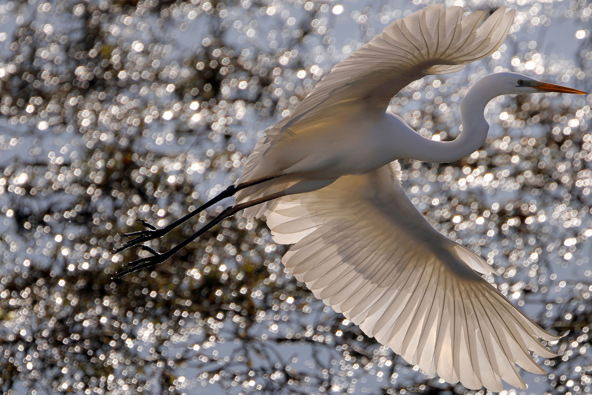 Airone bianco maggiore