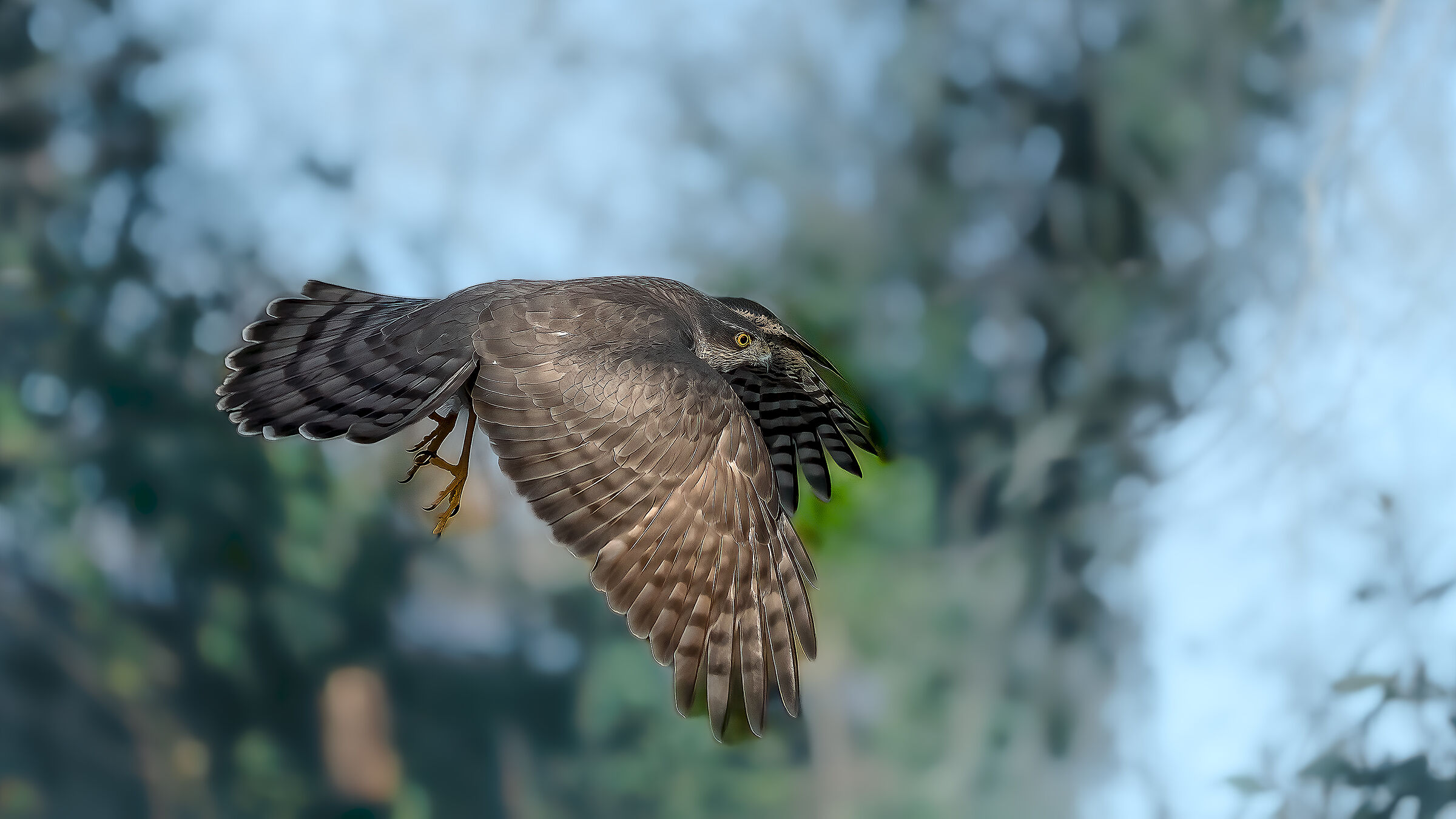 sparviero in volo al Capanno fotografico Massumatico