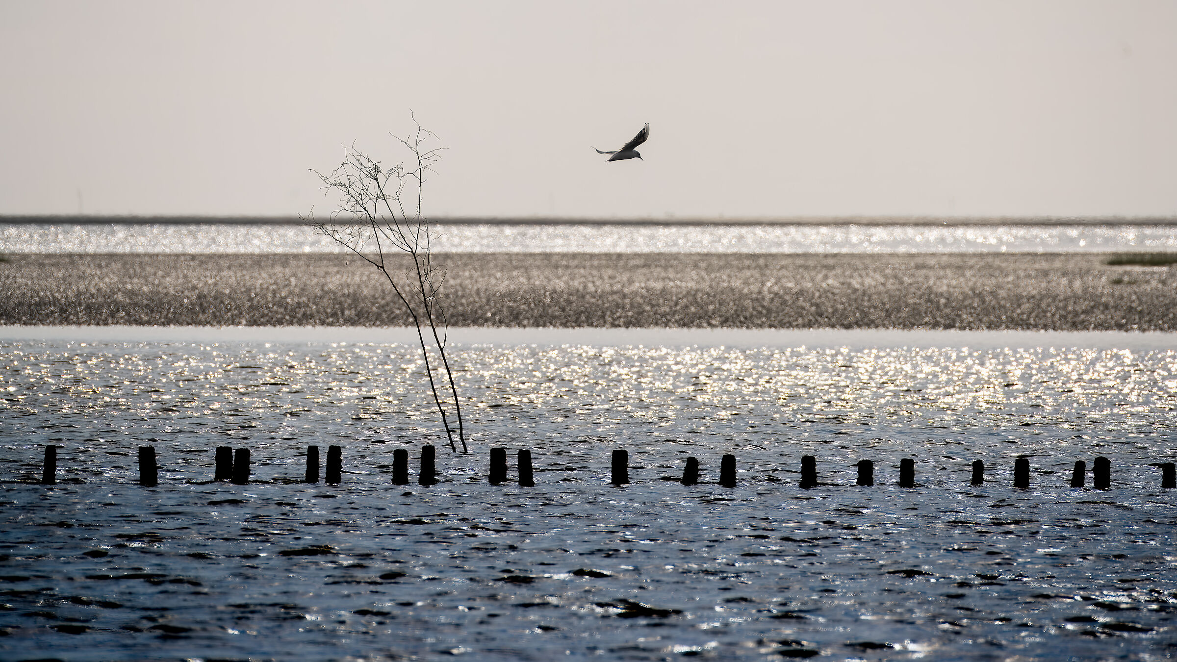 Patrolling over the tide